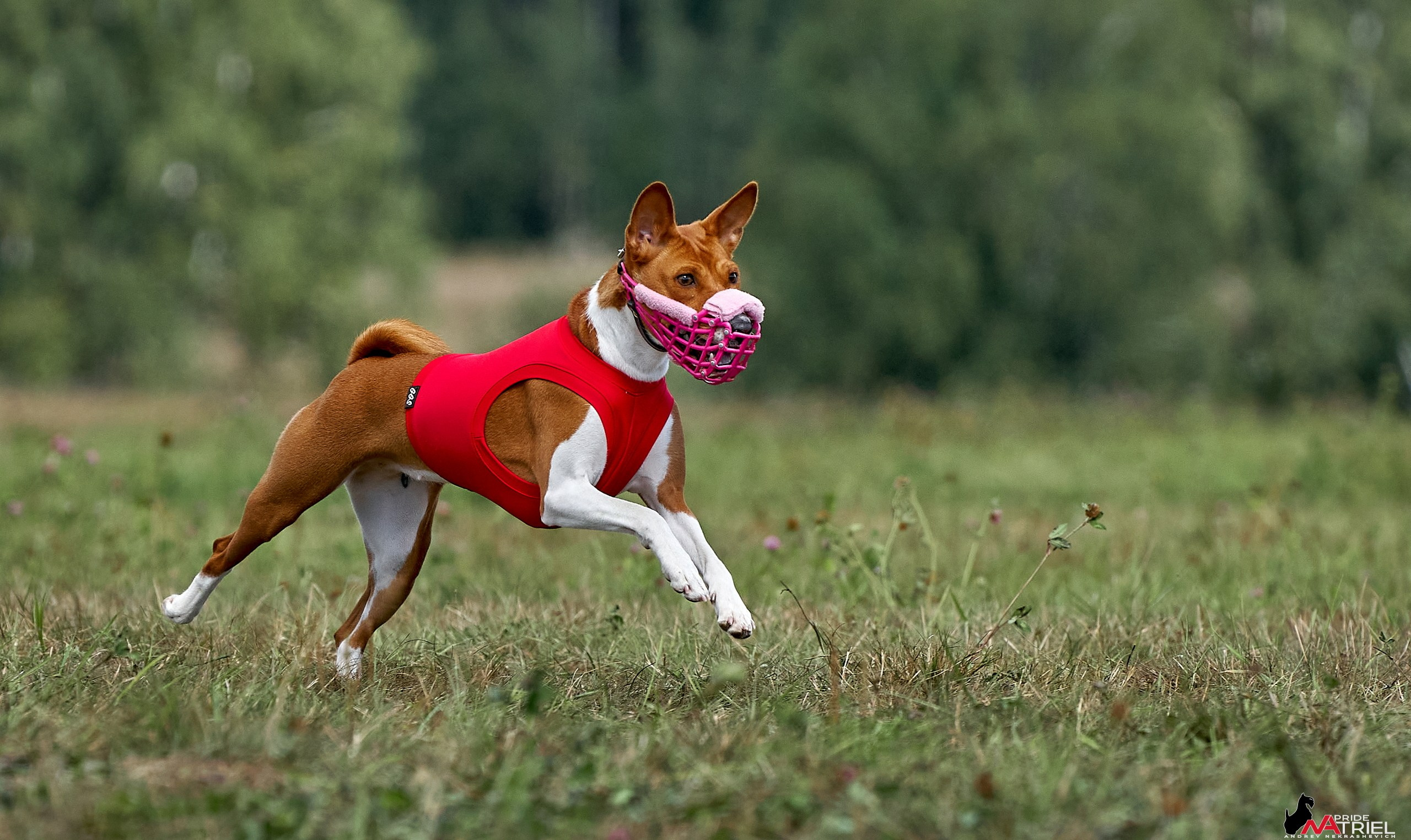 Съемка курсинг — галерея NATRIEL