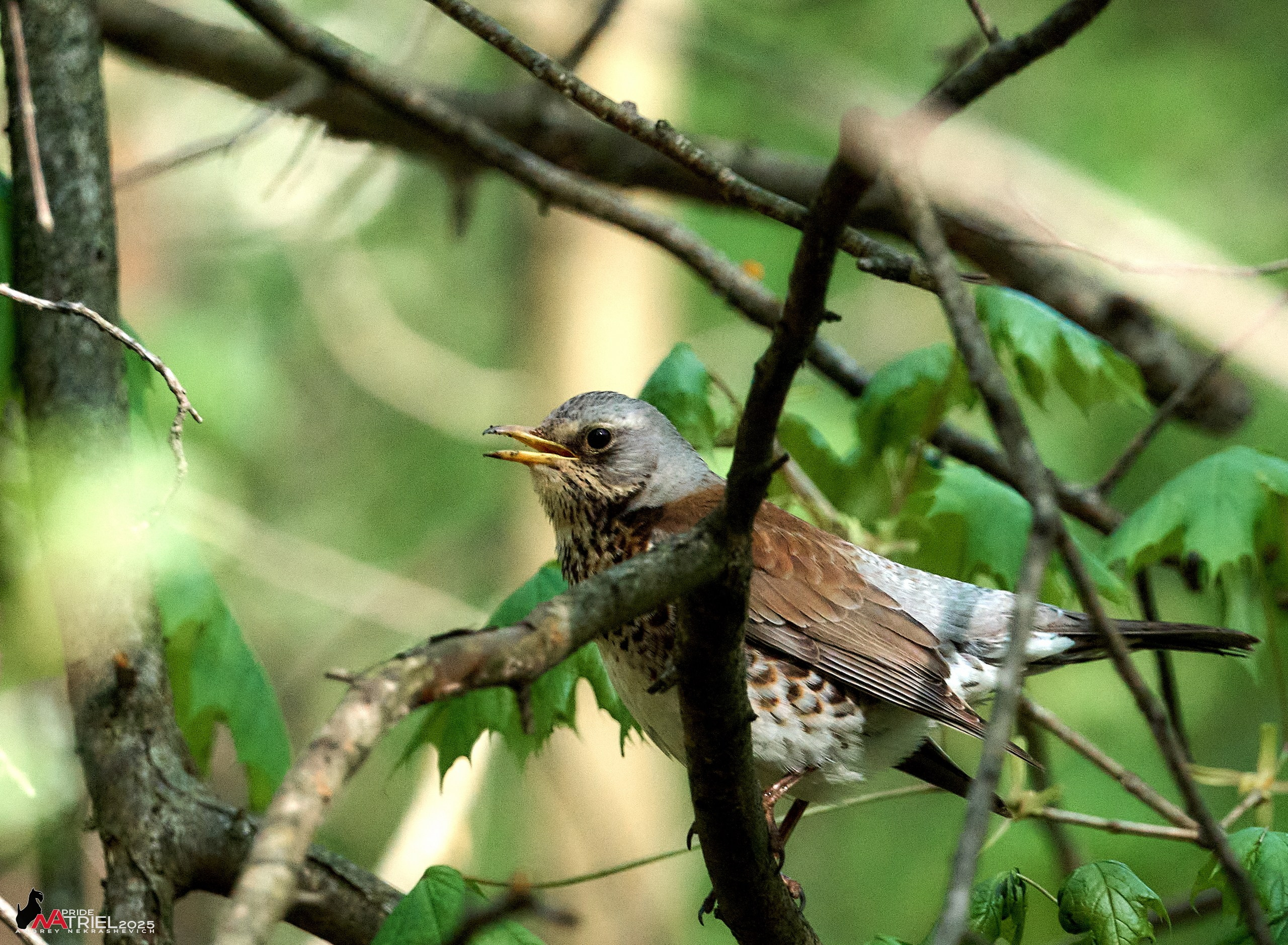 Съемка в майском лесу