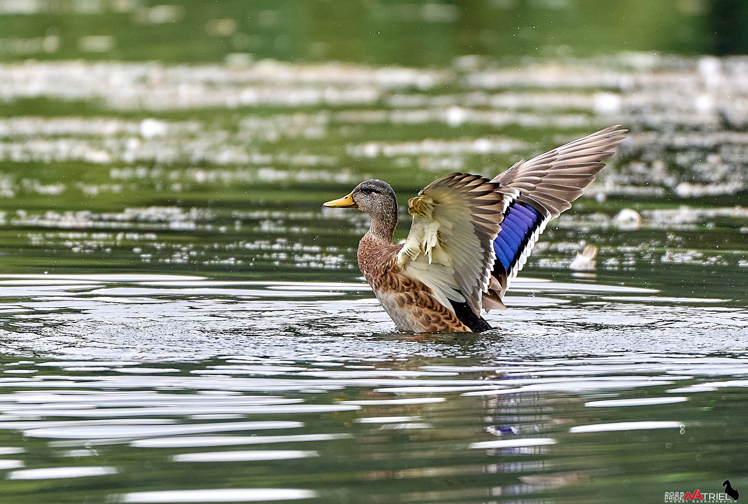 Утки на пруду