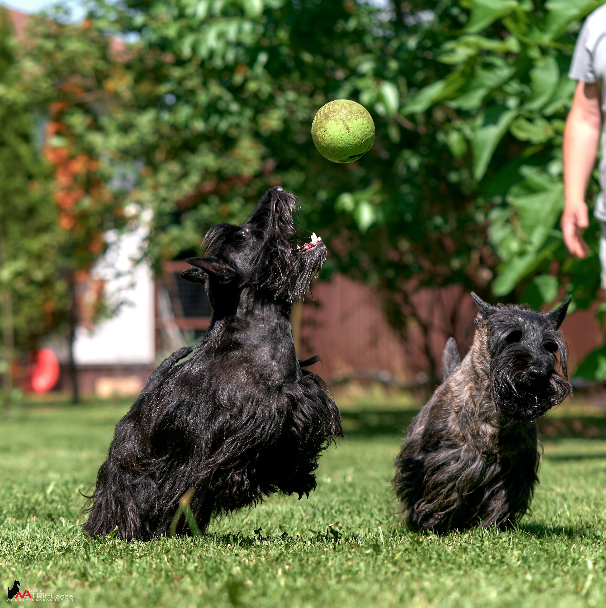 Алабаи и скотч-терьеры в питомнике у Ольги