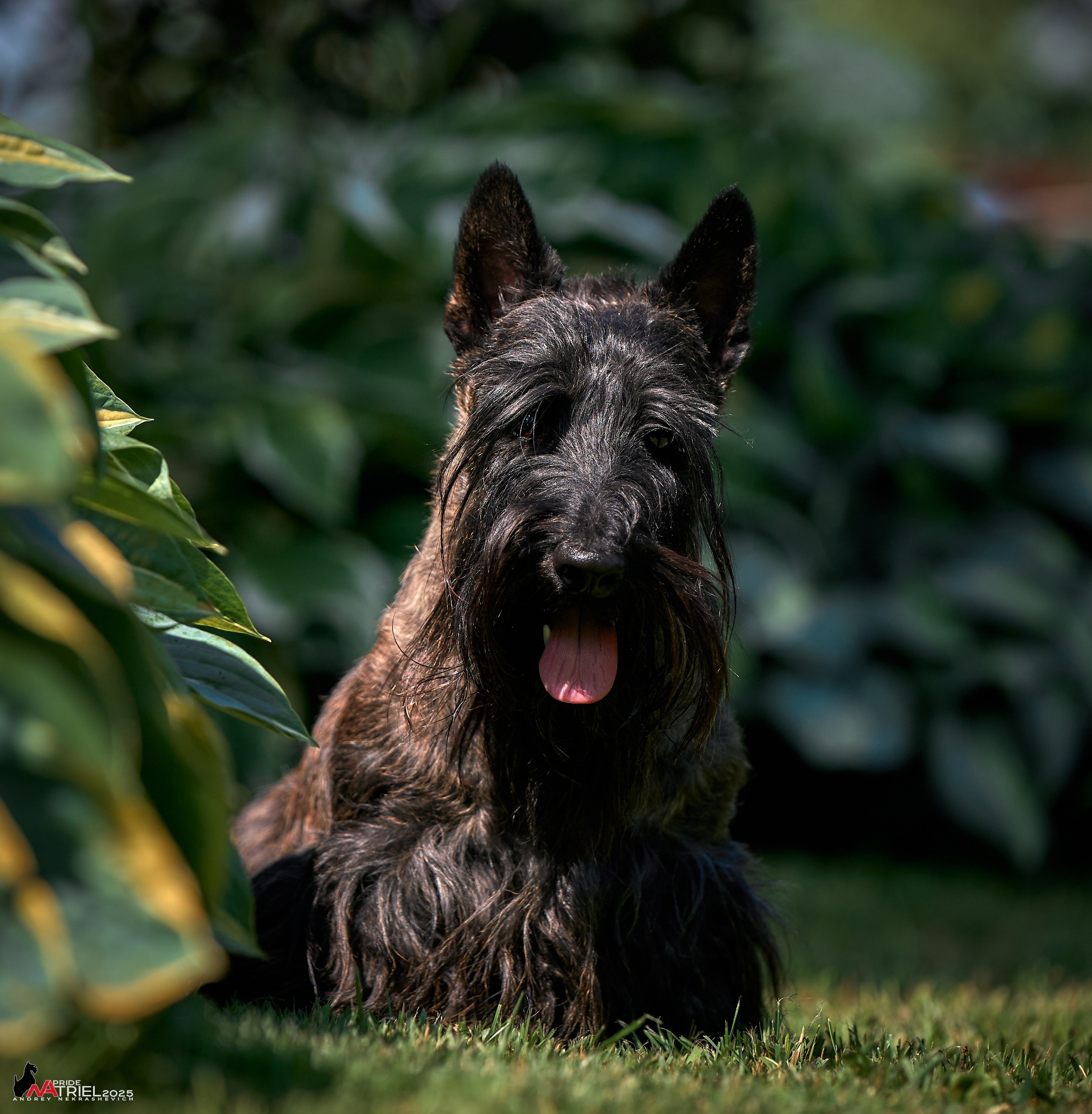 Алабаи и скотч-терьеры в питомнике у Ольги