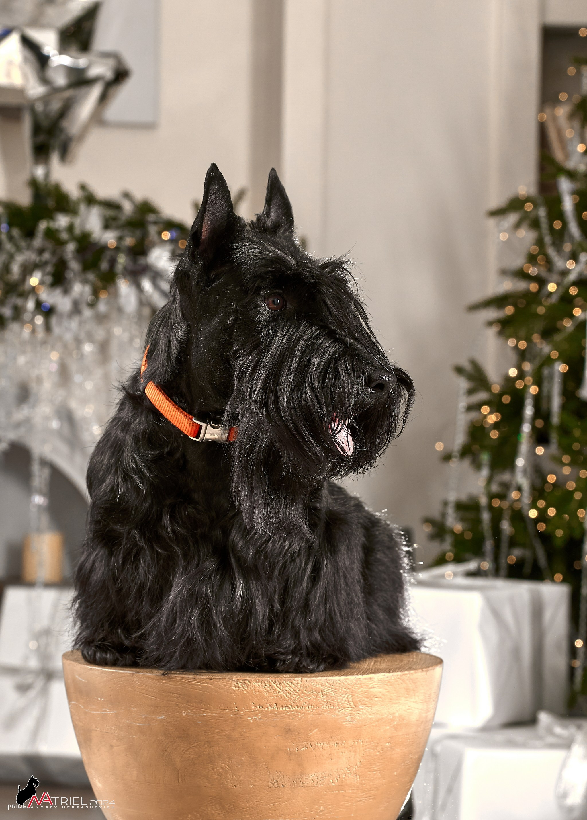 Семейная съемка с собаками в студии