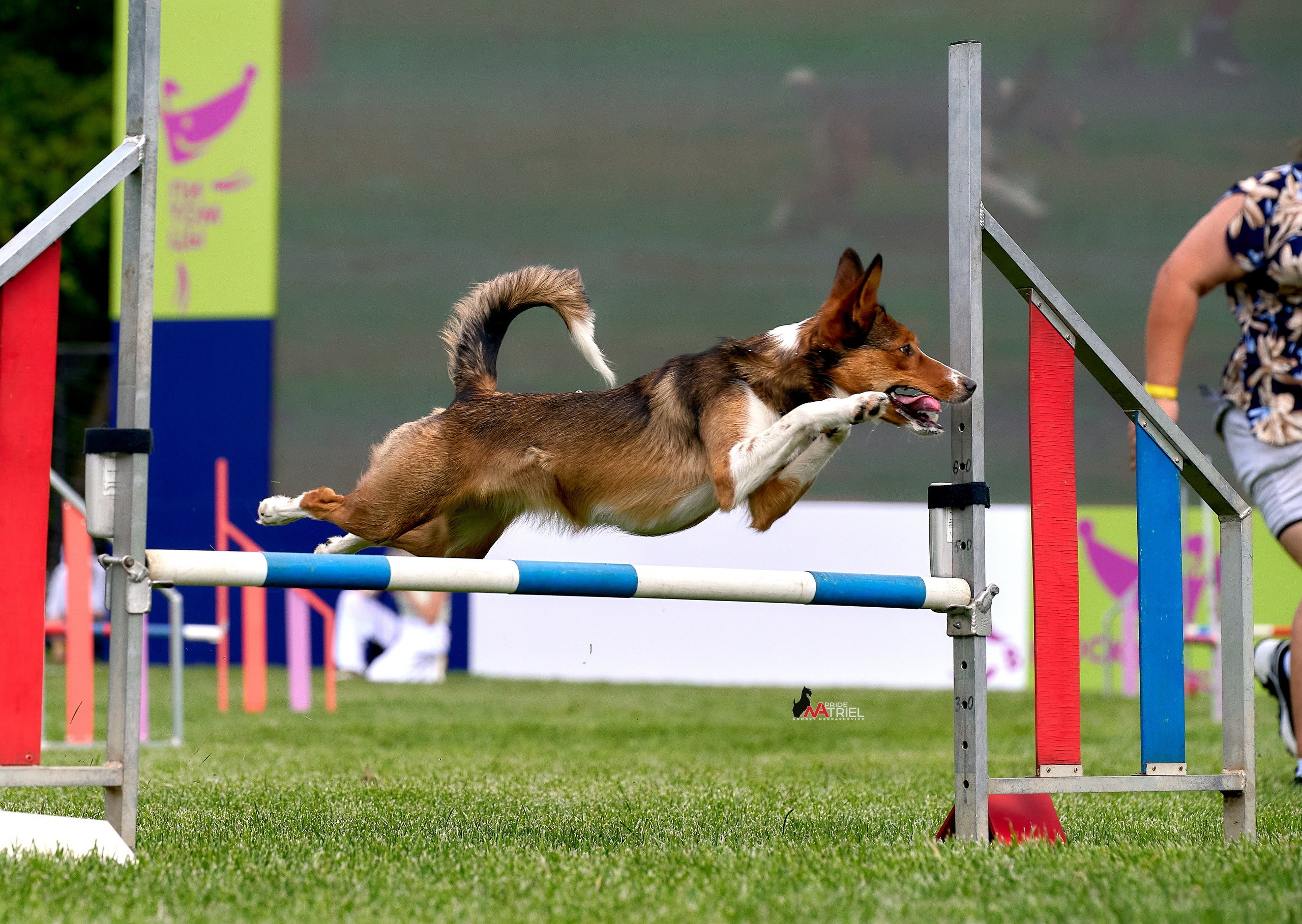 Аджилити — галерея NATRIEL