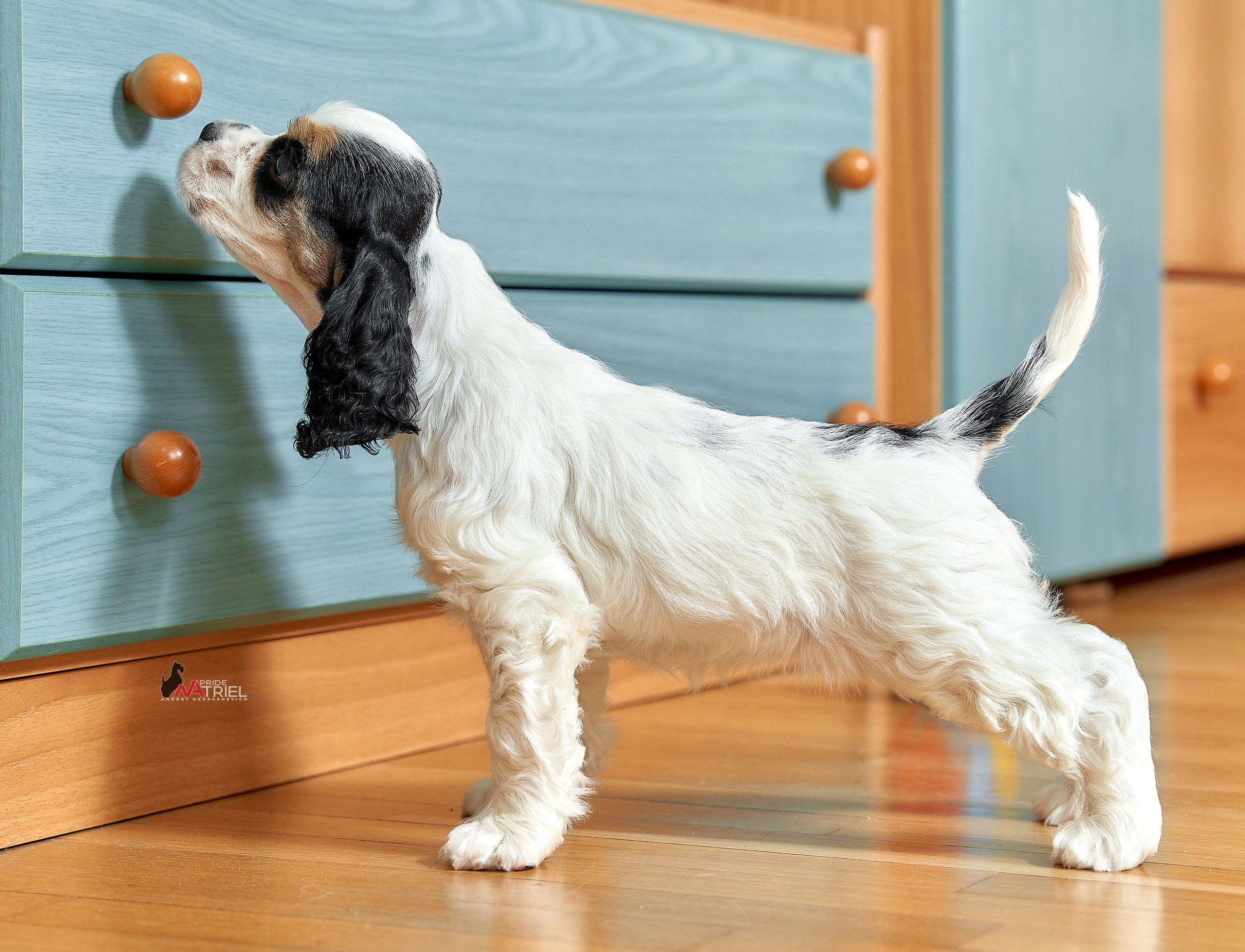 Щенки дома — галерея NATRIEL