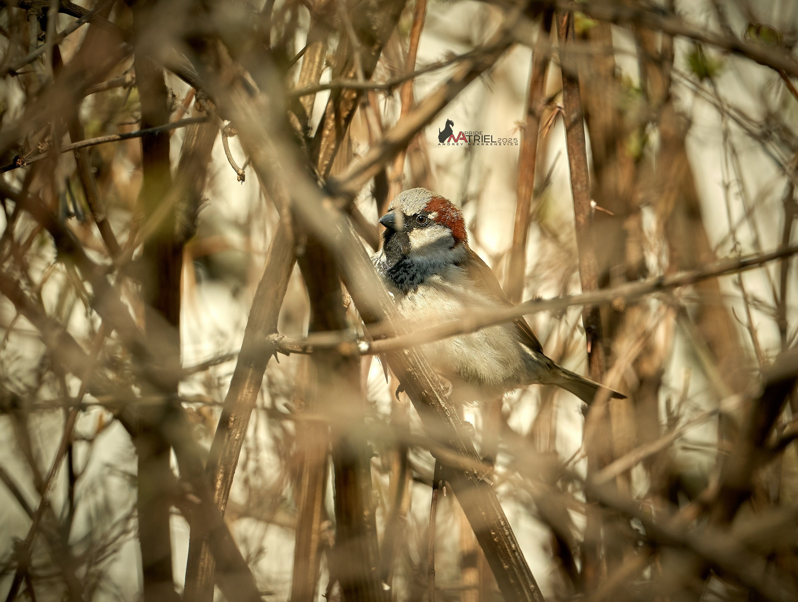 Природа в апреле