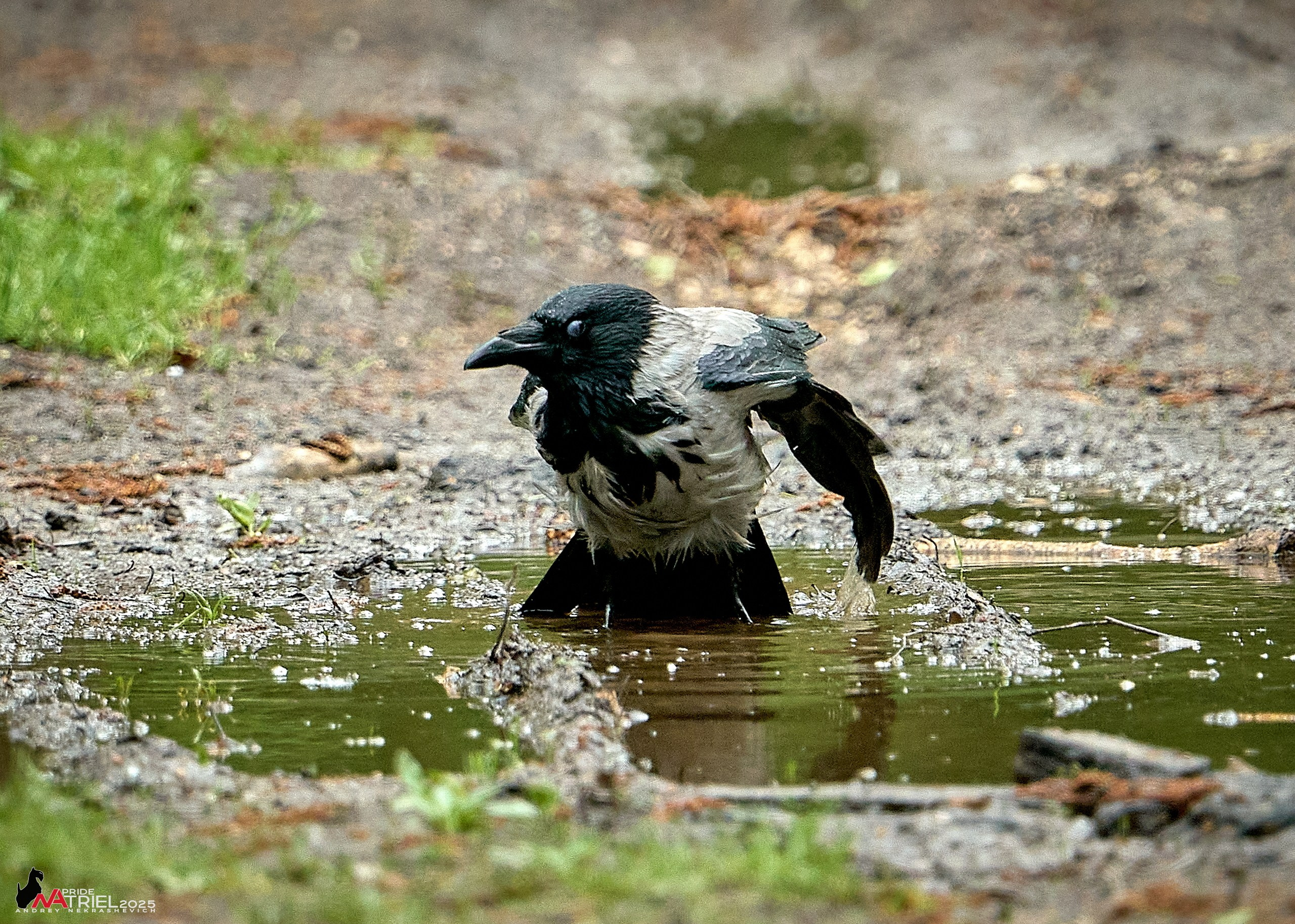 Съемка в майском лесу