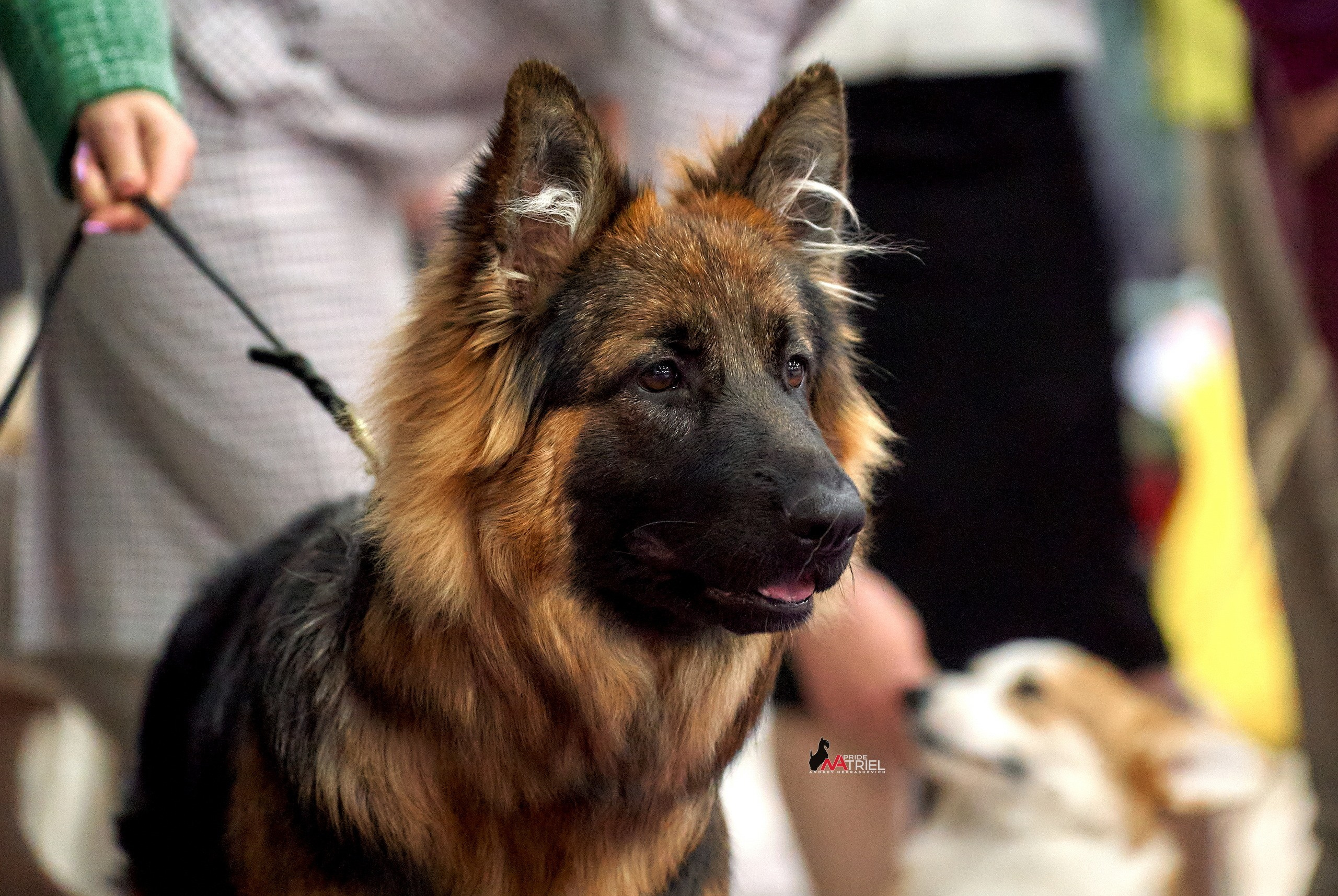 Портреты собак — галерея NATRIEL