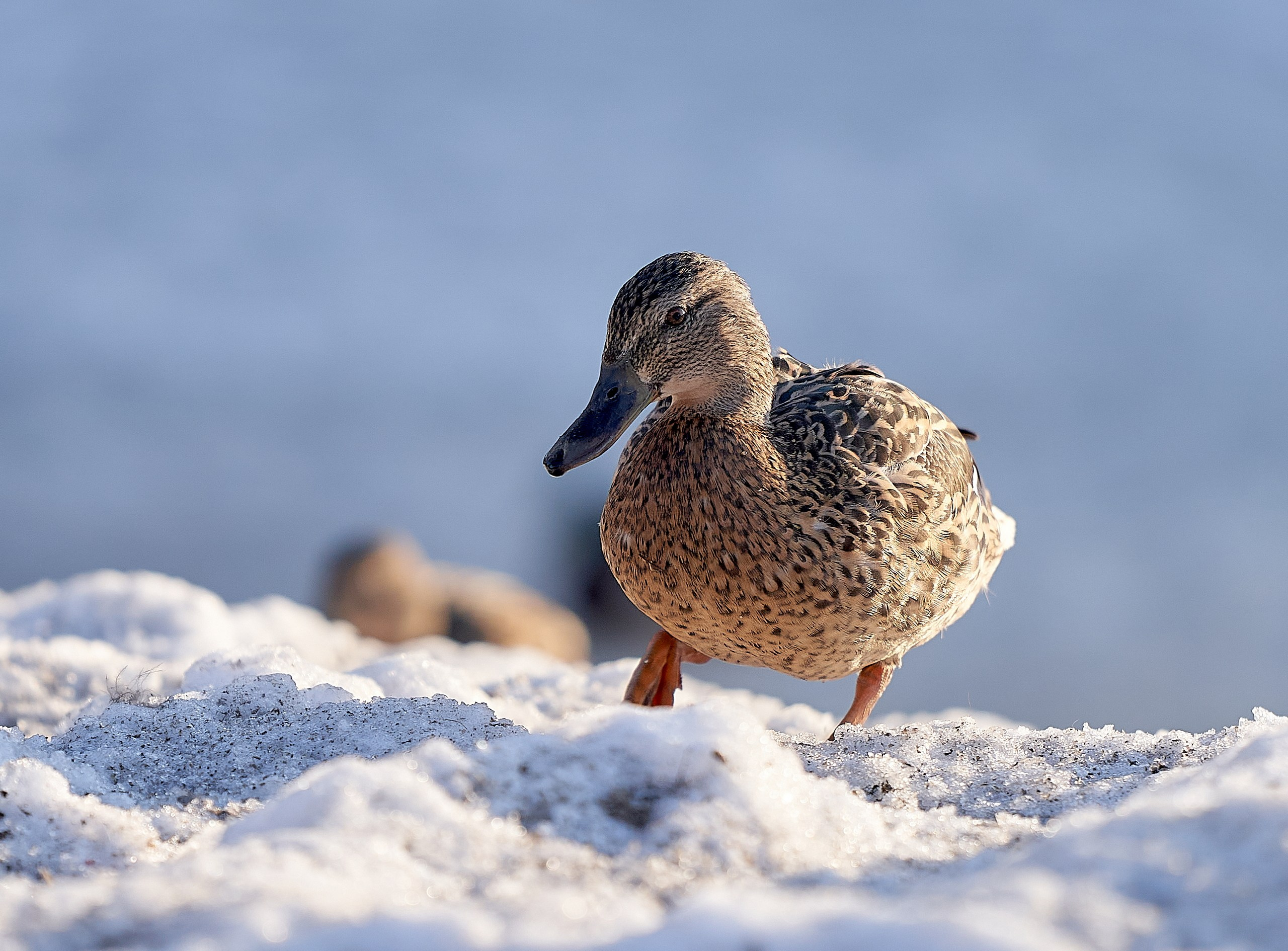 Фото птиц — галерея NATRIEL