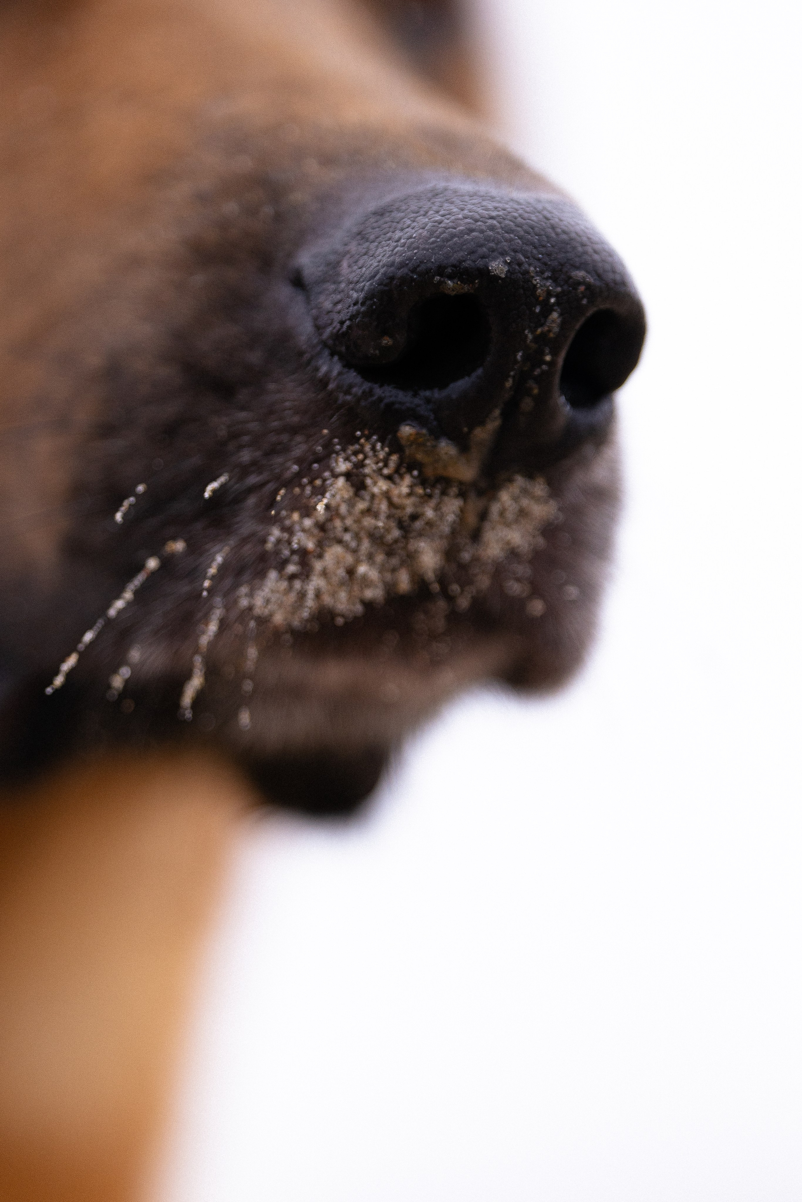 Karelia. Фотограф и видеограф анималист Аганина Дарья