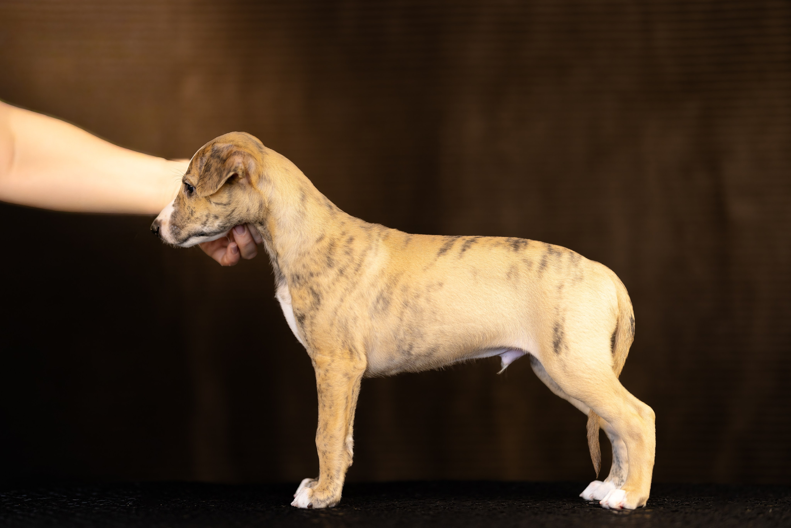 Уиппет. Фотограф и видеограф анималист Аганина Дарья