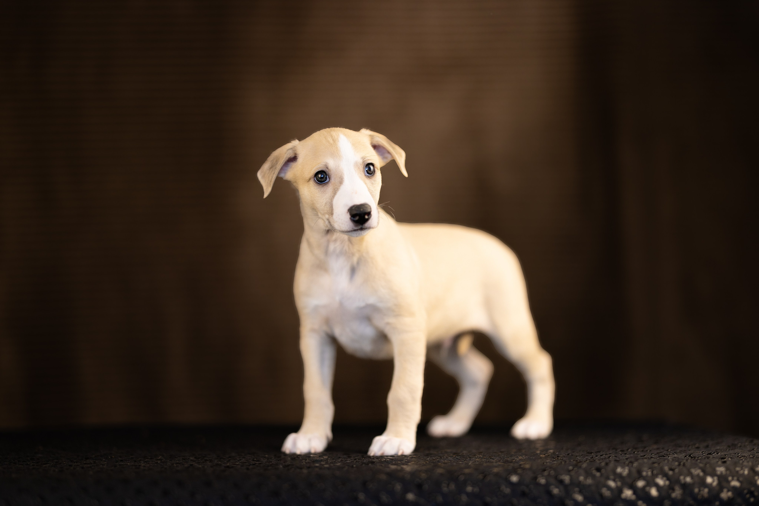 Уиппет. Фотограф и видеограф анималист Аганина Дарья