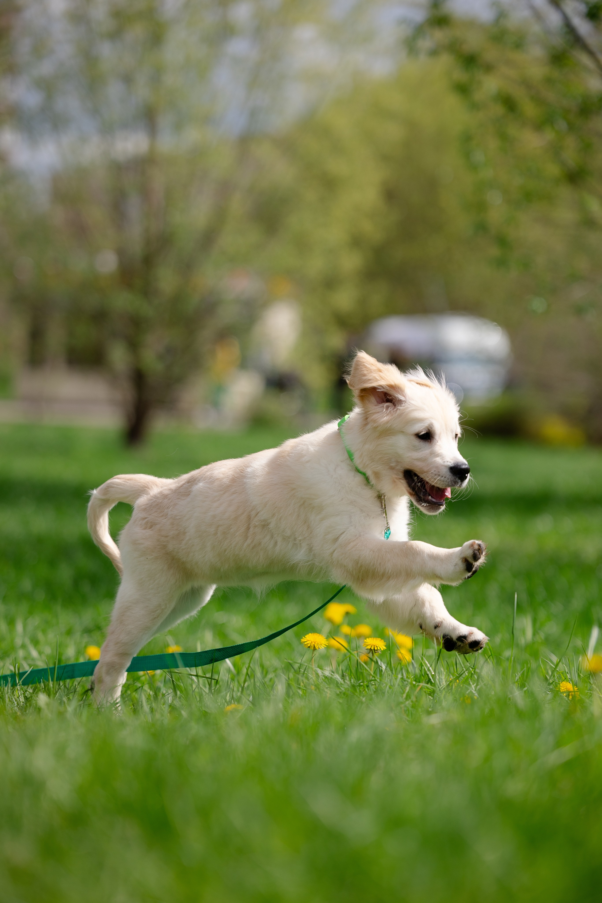 Голден ретривер. Фотограф и видеограф анималист Аганина Дарья