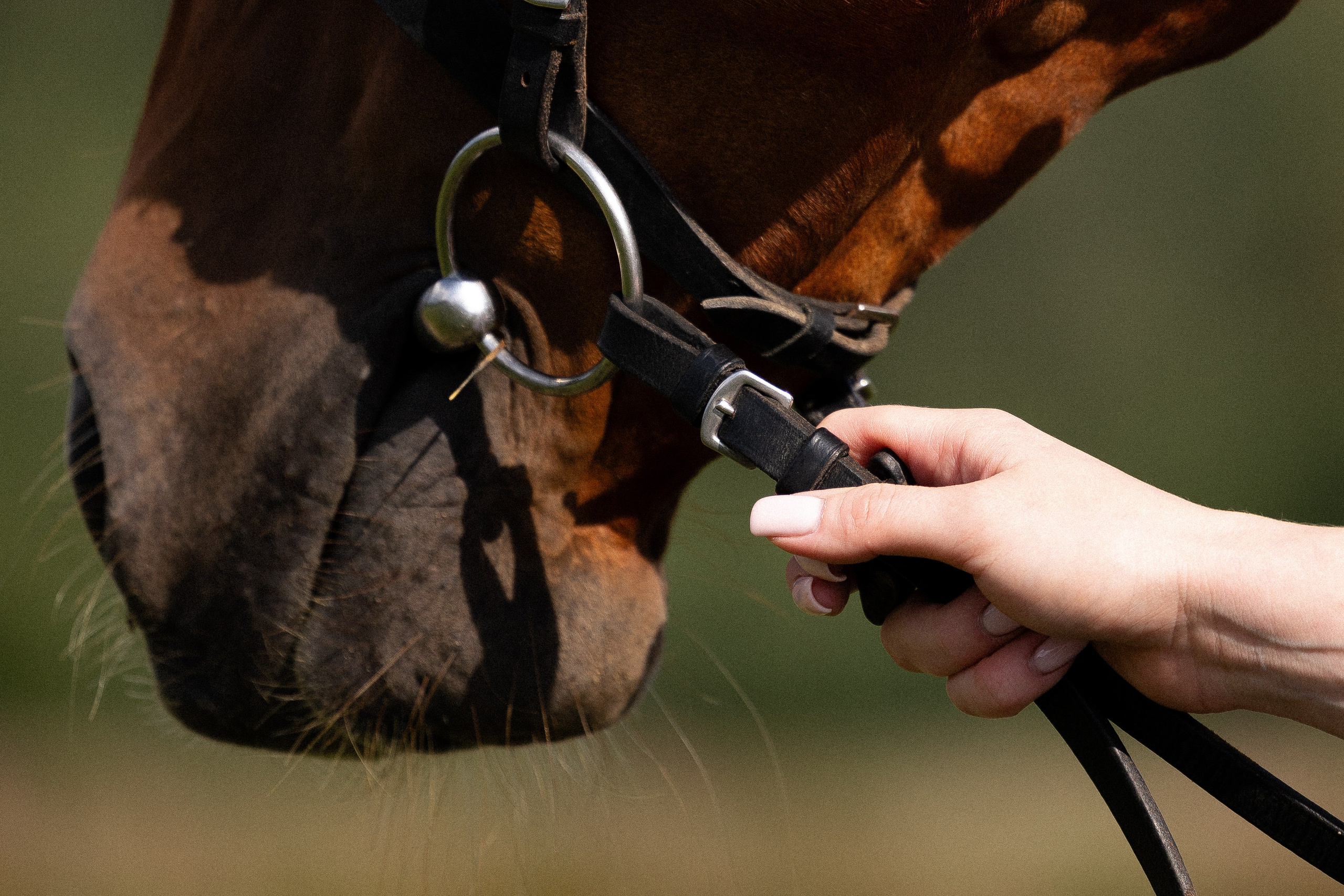 Мария и Реванш. Фотограф и видеограф анималист Аганина Дарья