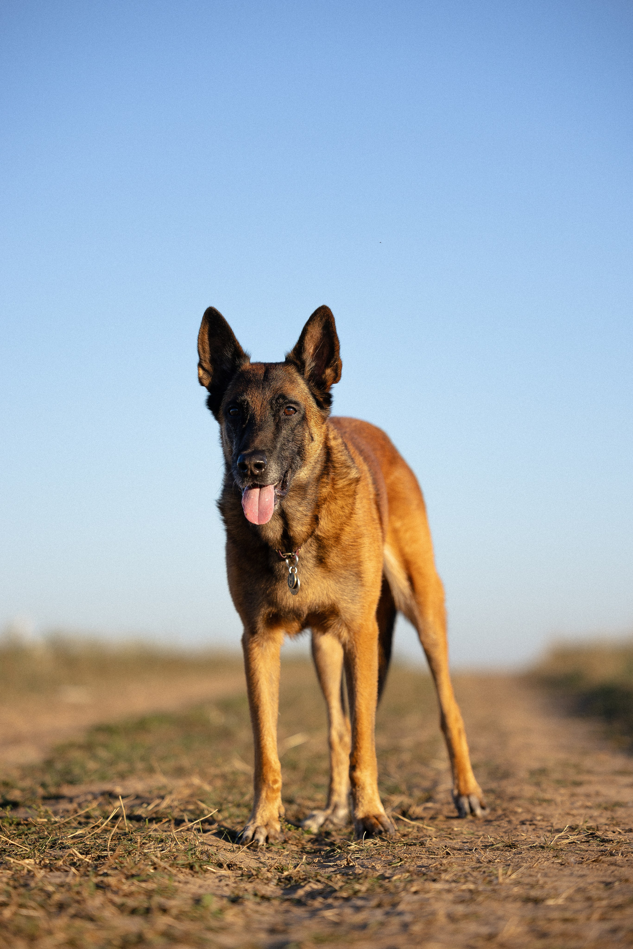 Женя, Афра и Молли. Фотограф и видеограф анималист Аганина Дарья