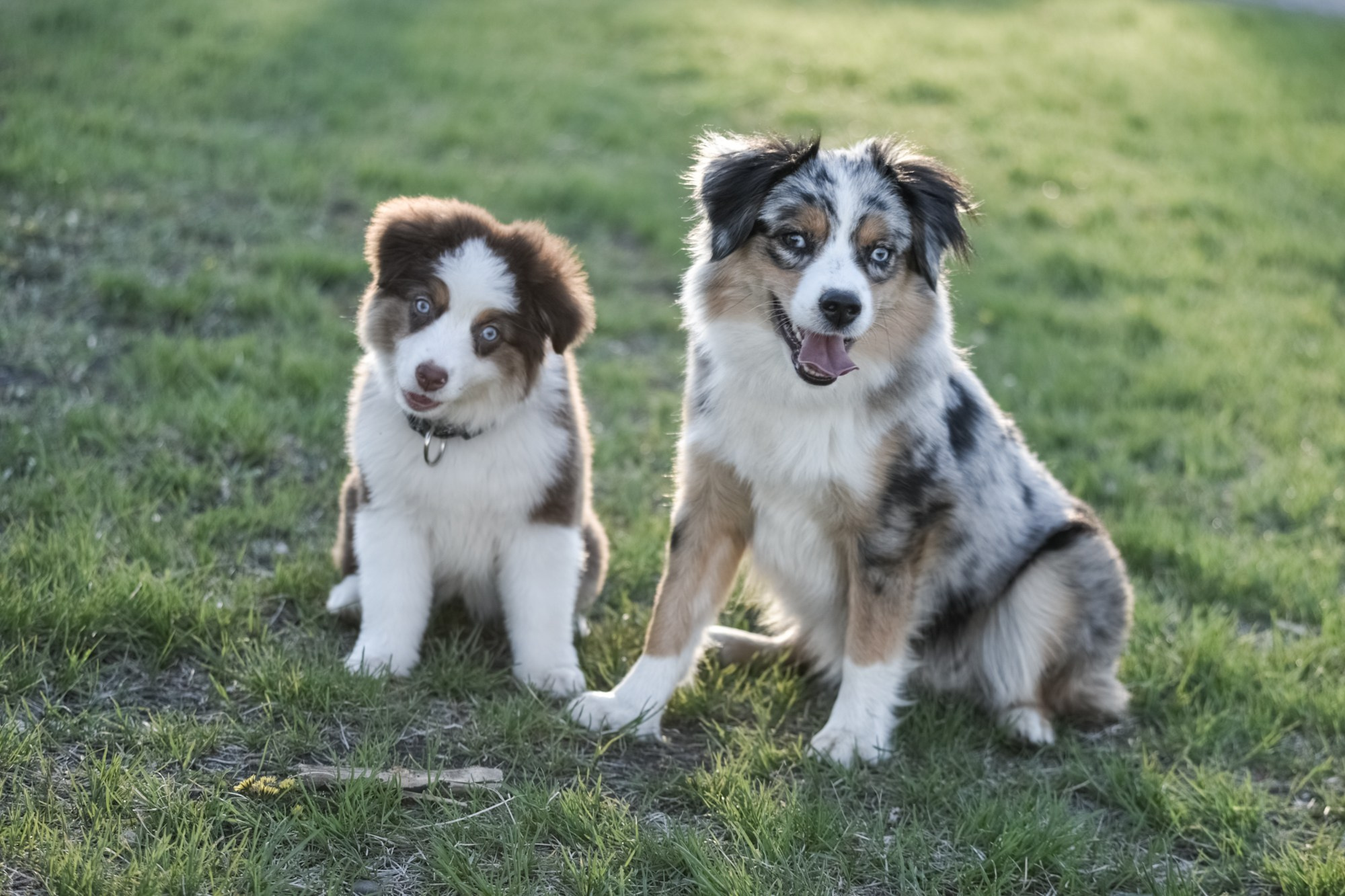ФОТОСЪЕМКА С СОБАКАМИ. Репортажный и предметный фотограф Ольга Доловова в Ульяновске
