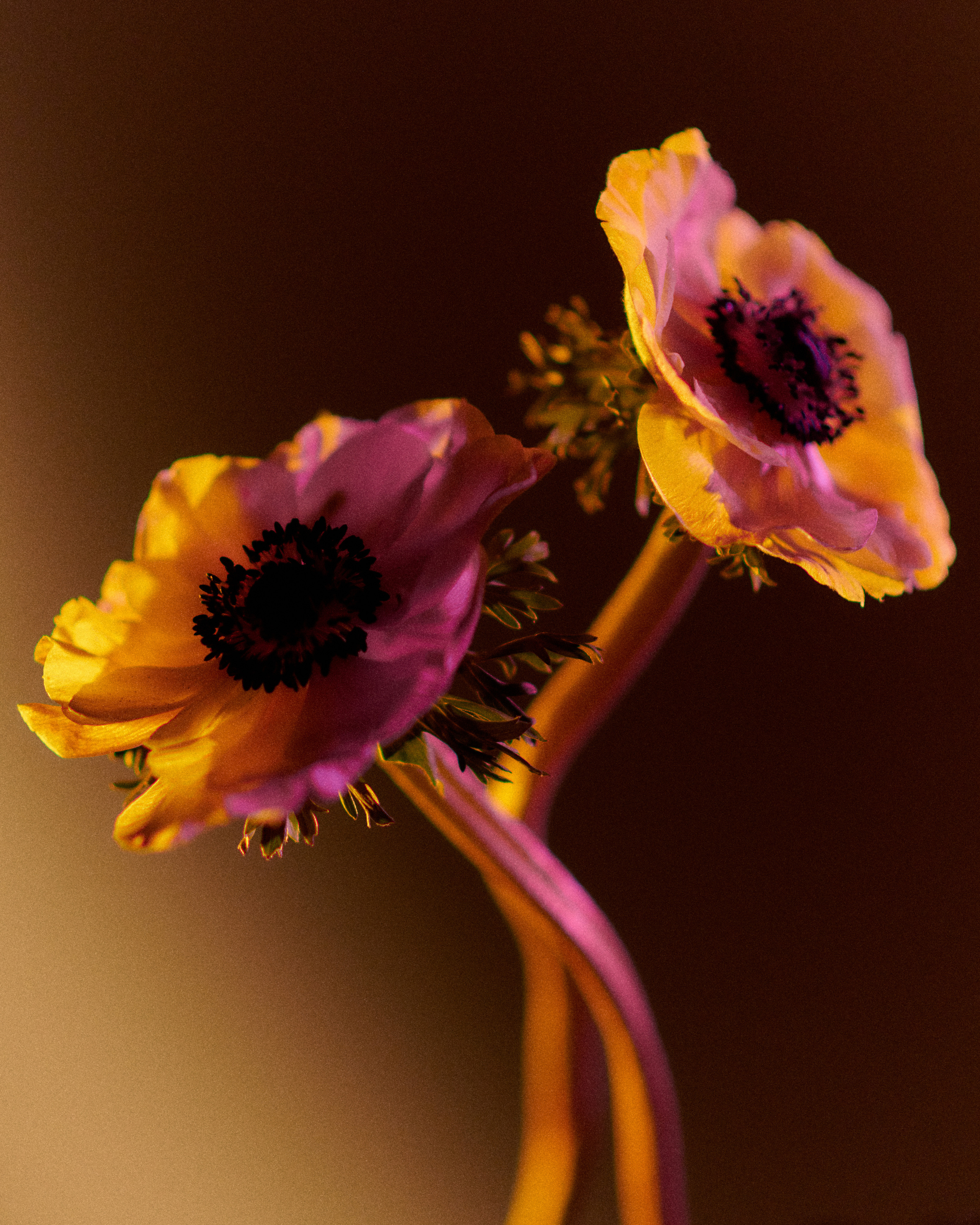 Flower. Z H U R A V L E V