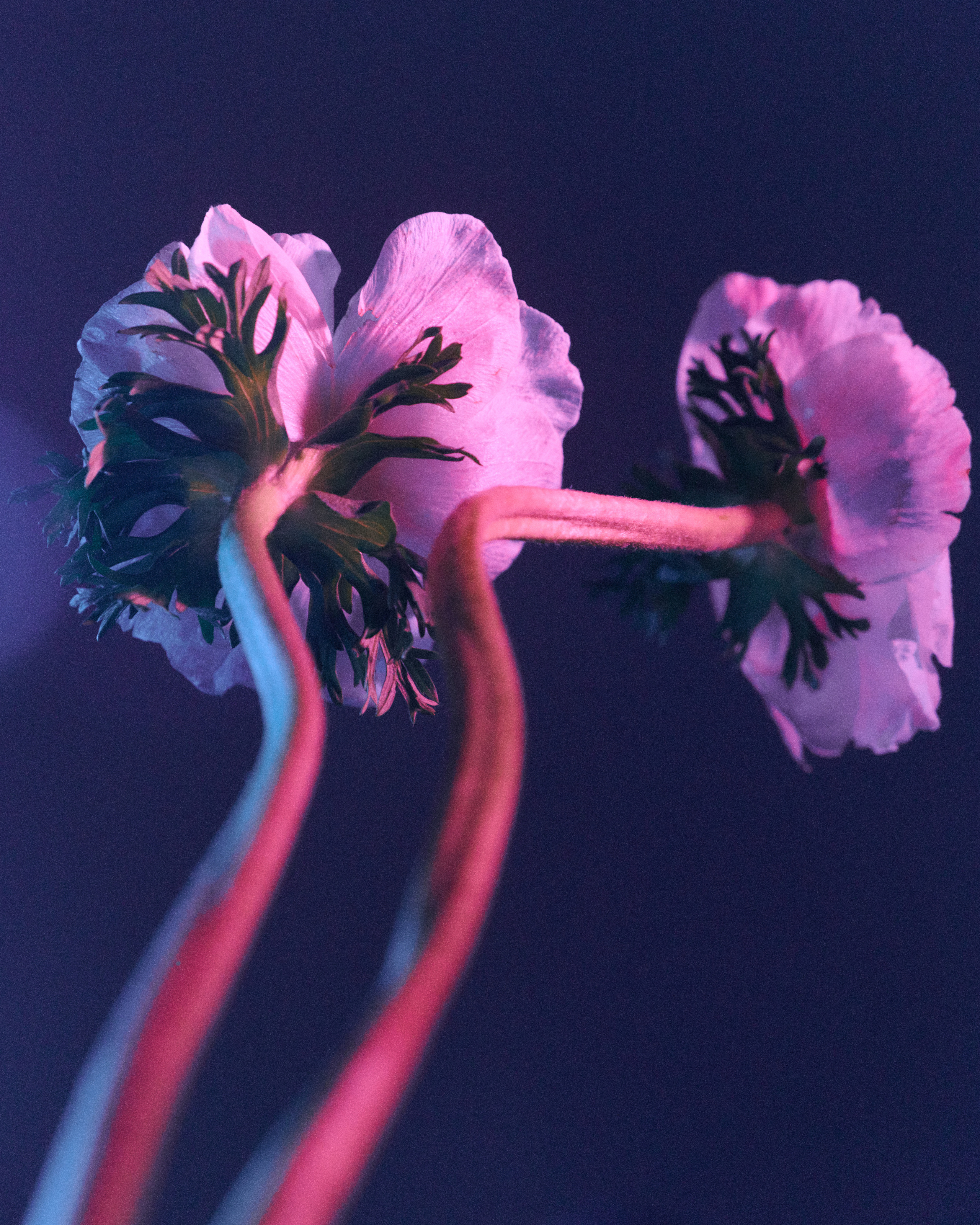 Flower. Z H U R A V L E V