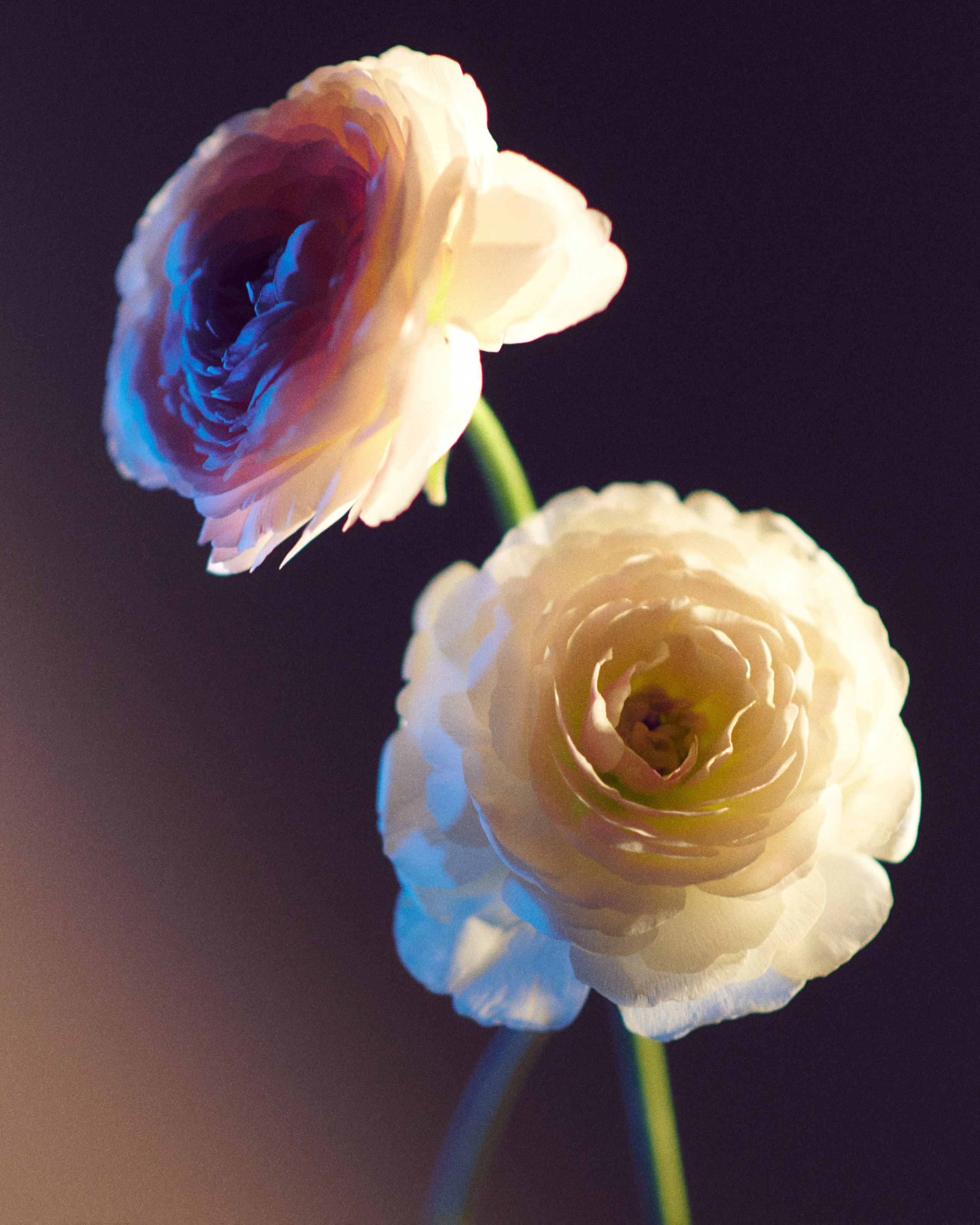 Flower. Z H U R A V L E V