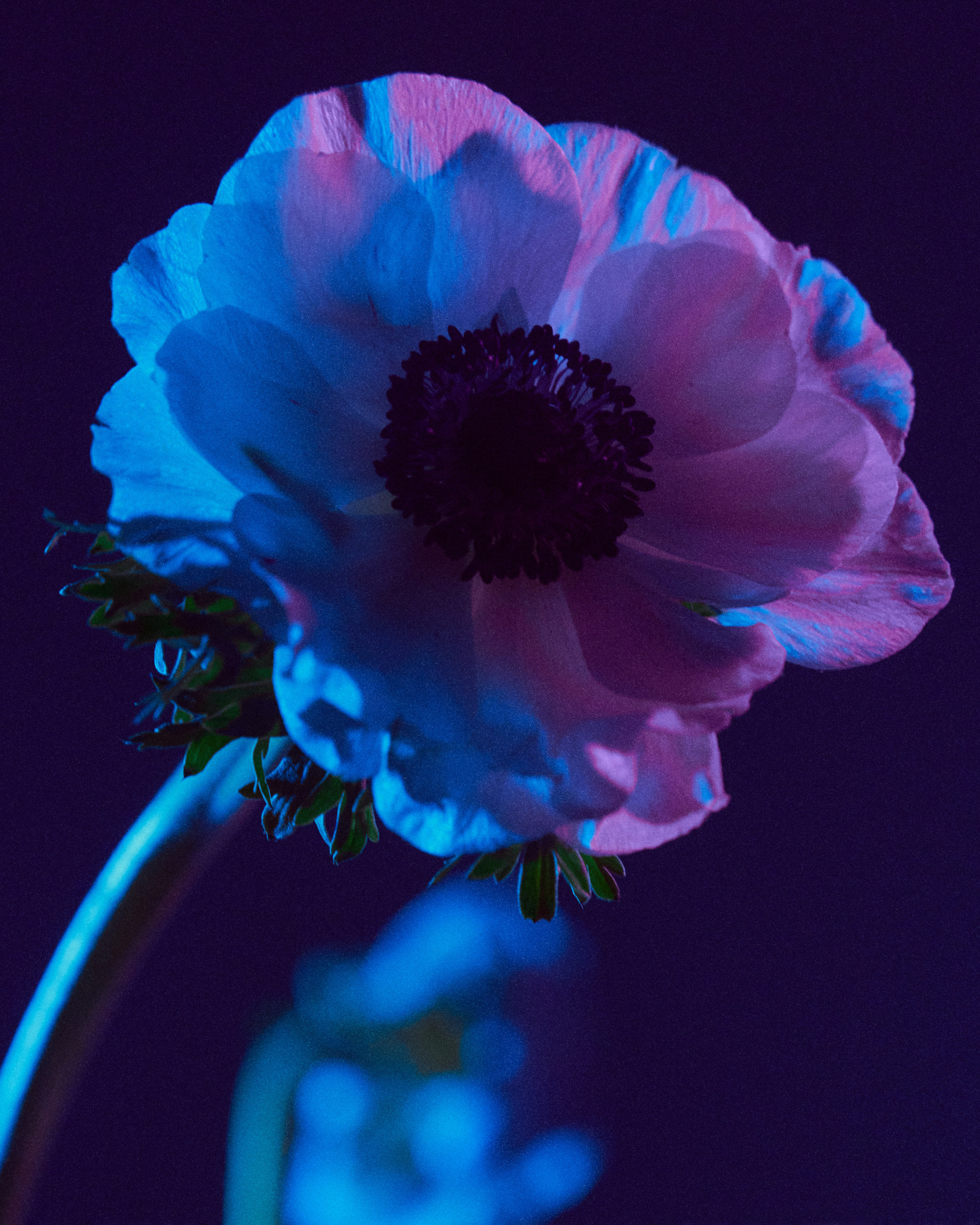 Flower. Z H U R A V L E V