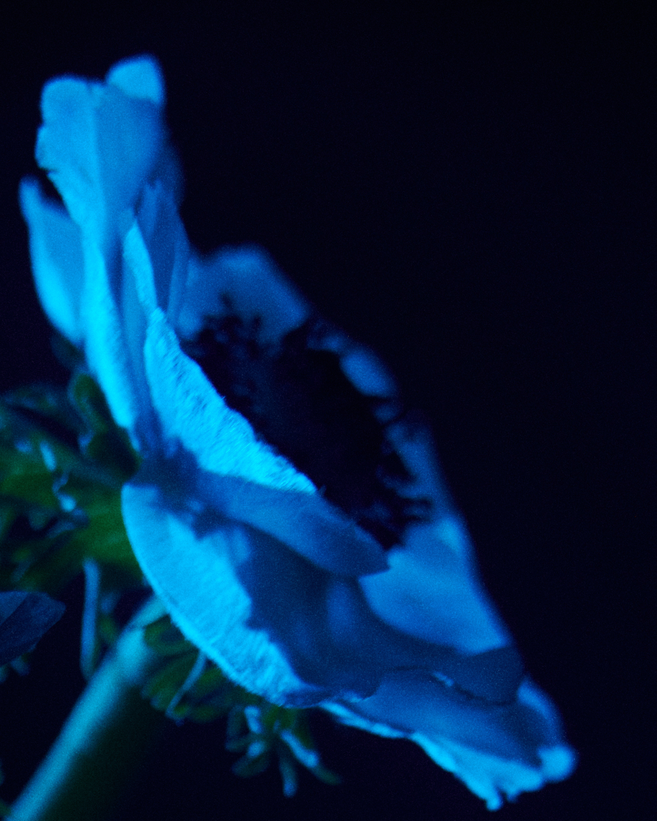 Flower. Z H U R A V L E V