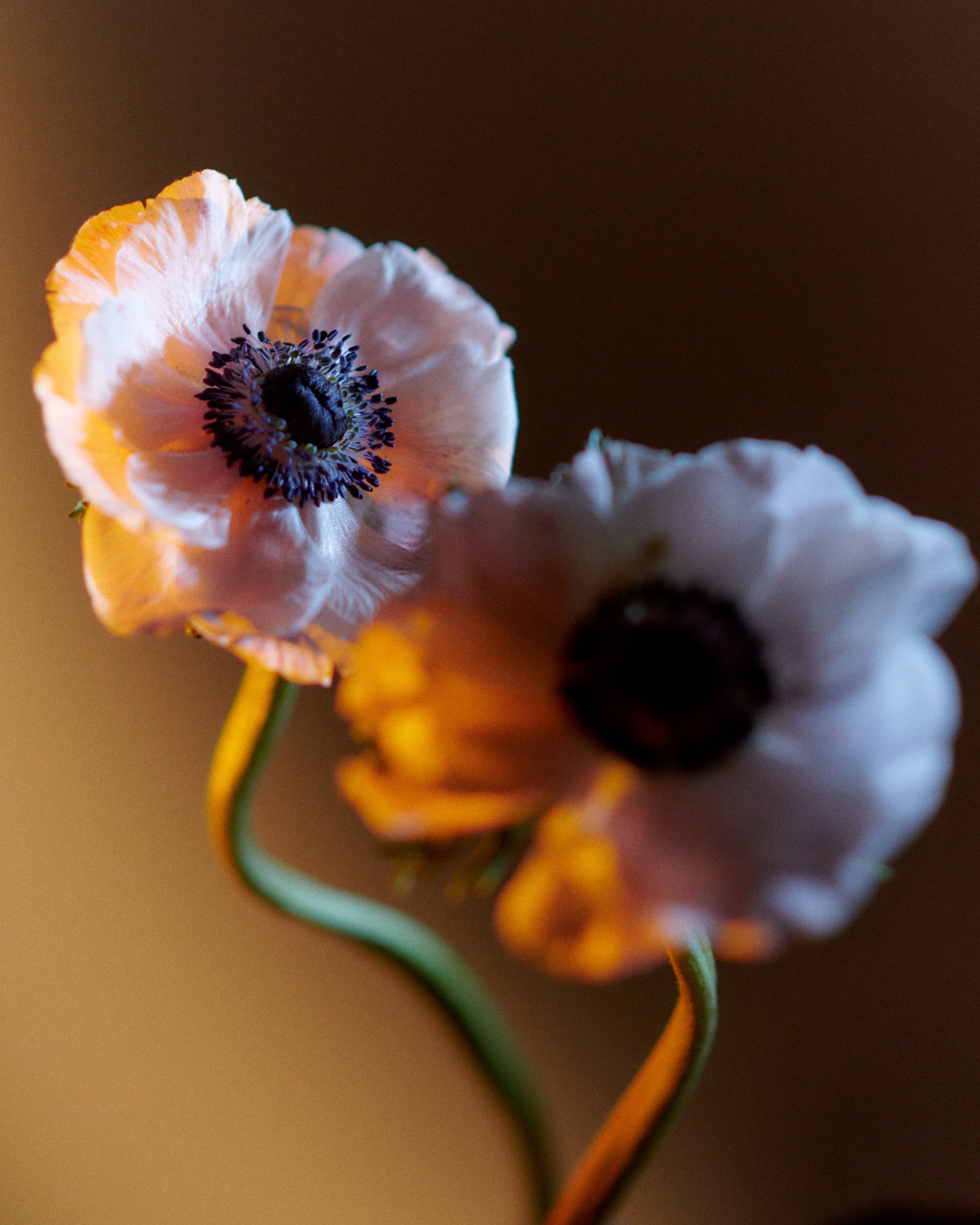 Flower. Z H U R A V L E V