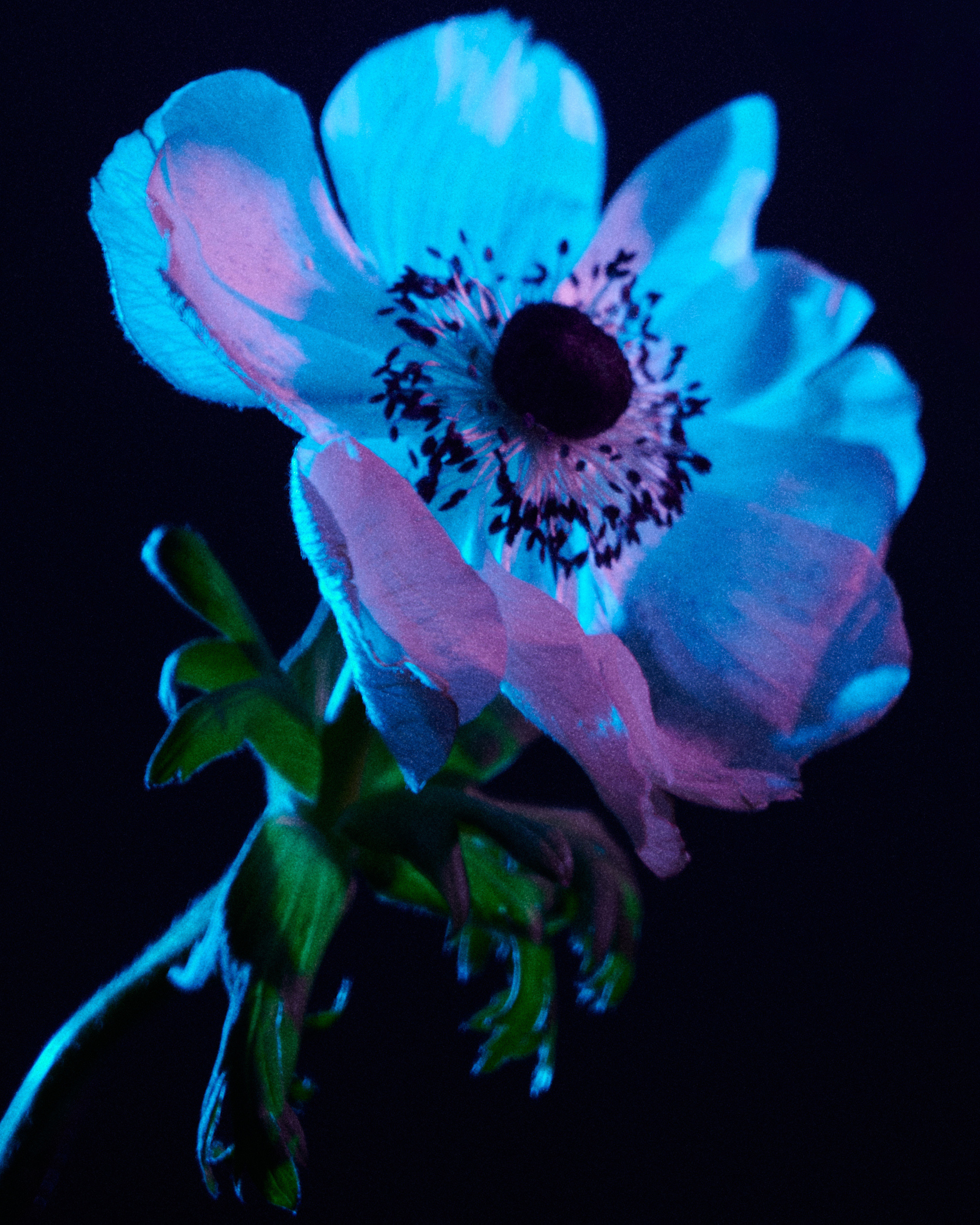 Flower. Z H U R A V L E V