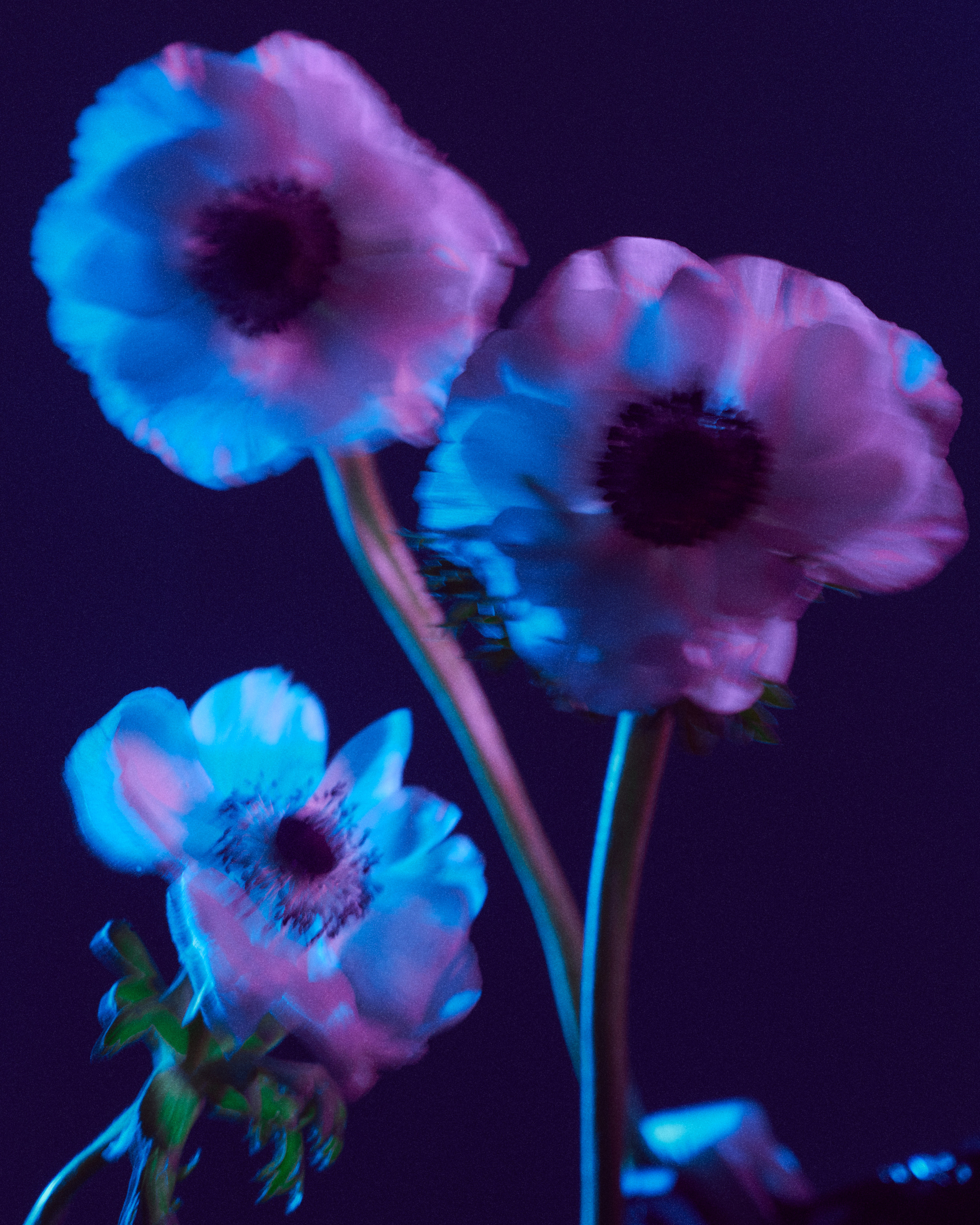 Flower. Z H U R A V L E V