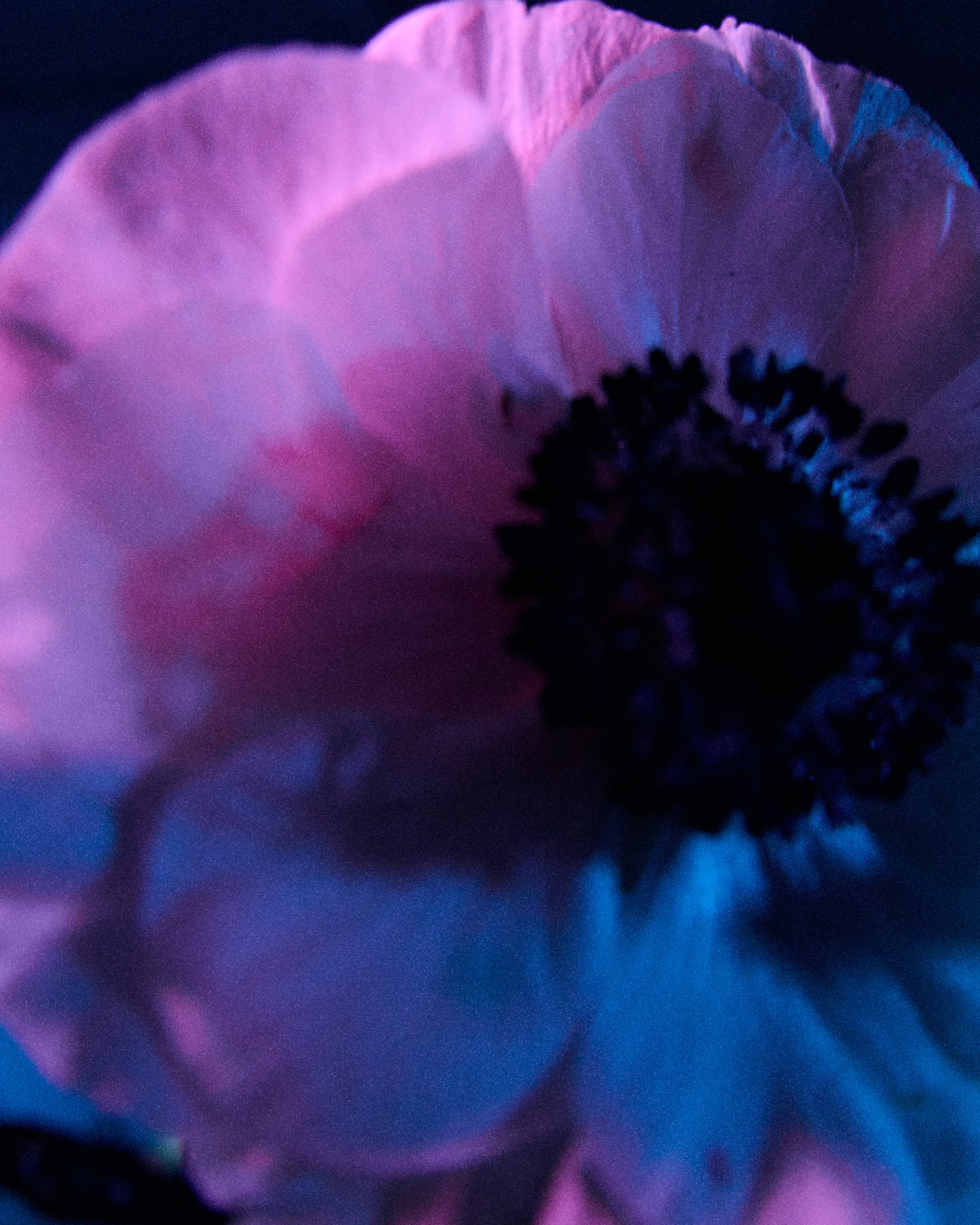 Flower. Z H U R A V L E V