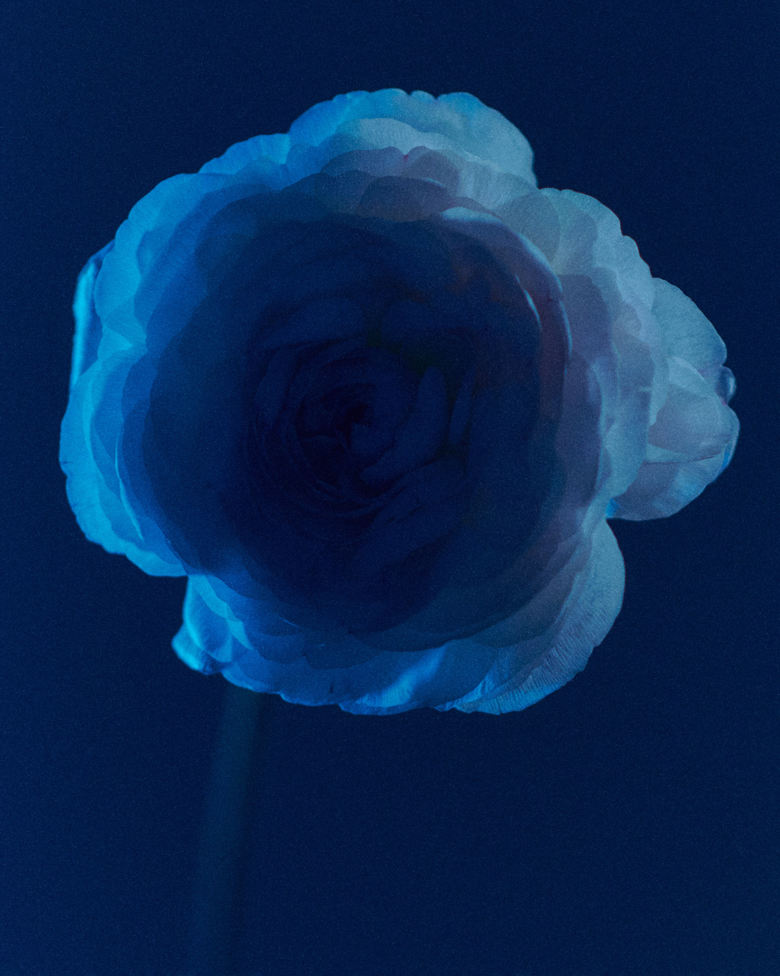 Flower. Z H U R A V L E V