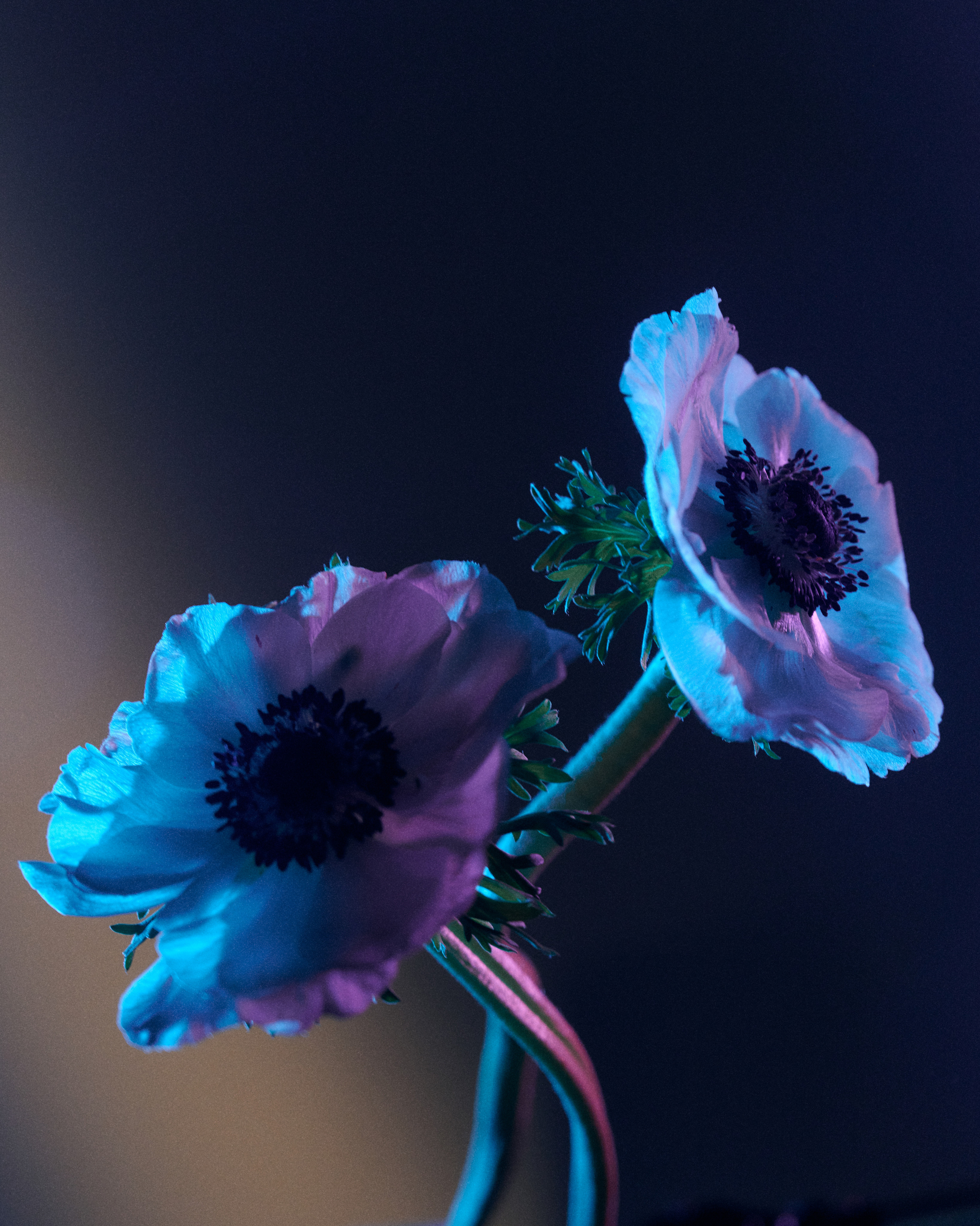 Flower. Z H U R A V L E V