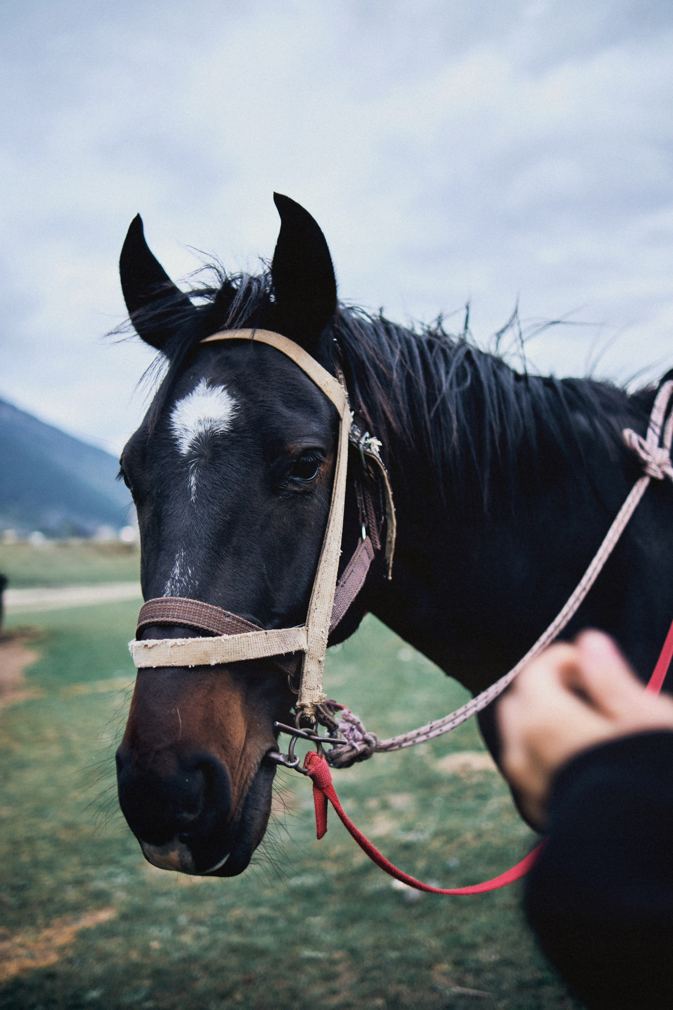 Kavkaz. SHILOVA PHOTO. Шилова Екатерина. Фотограф. Москва