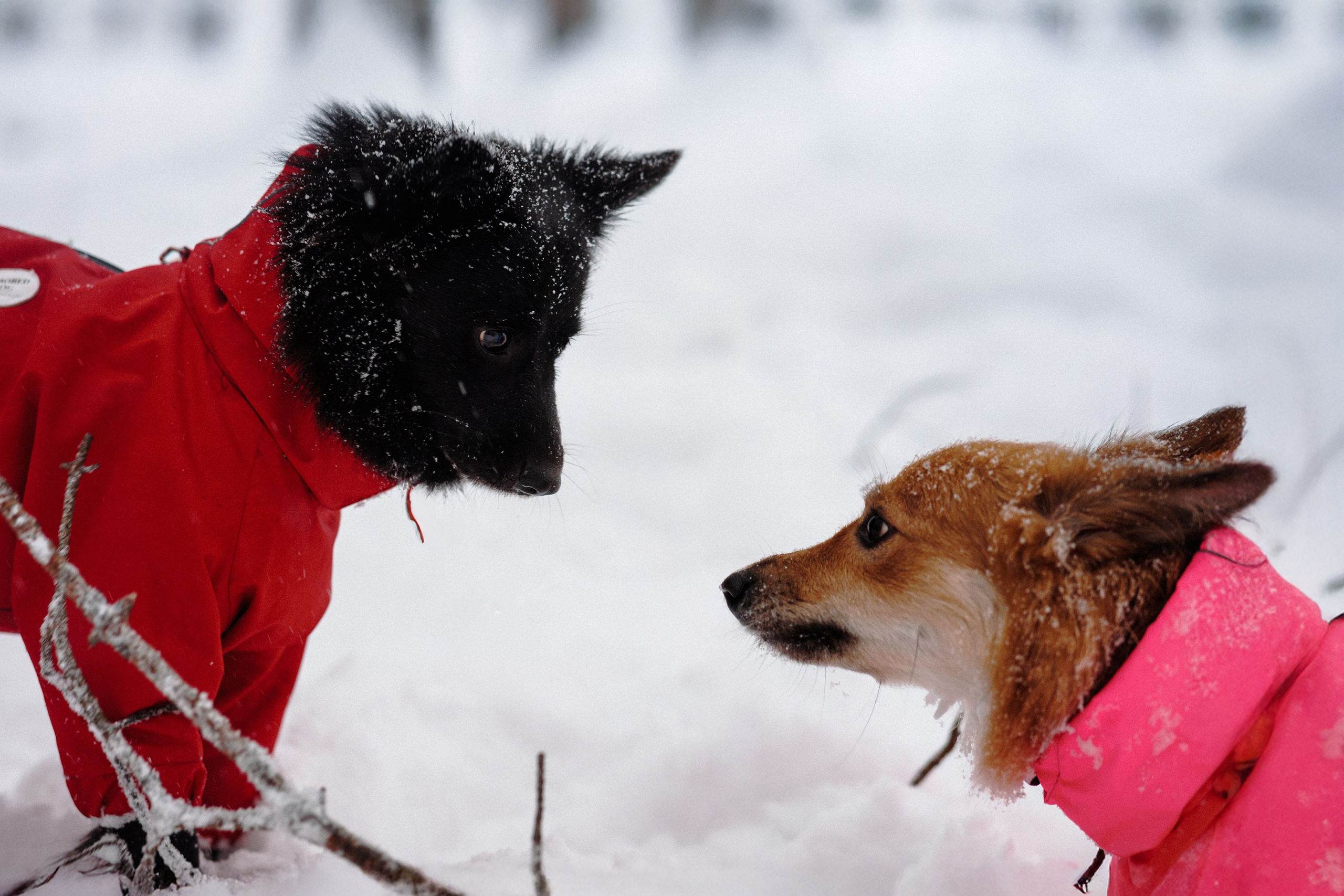 Сестры. Фотограф в Санкт-Петербурге Алёна Губинская