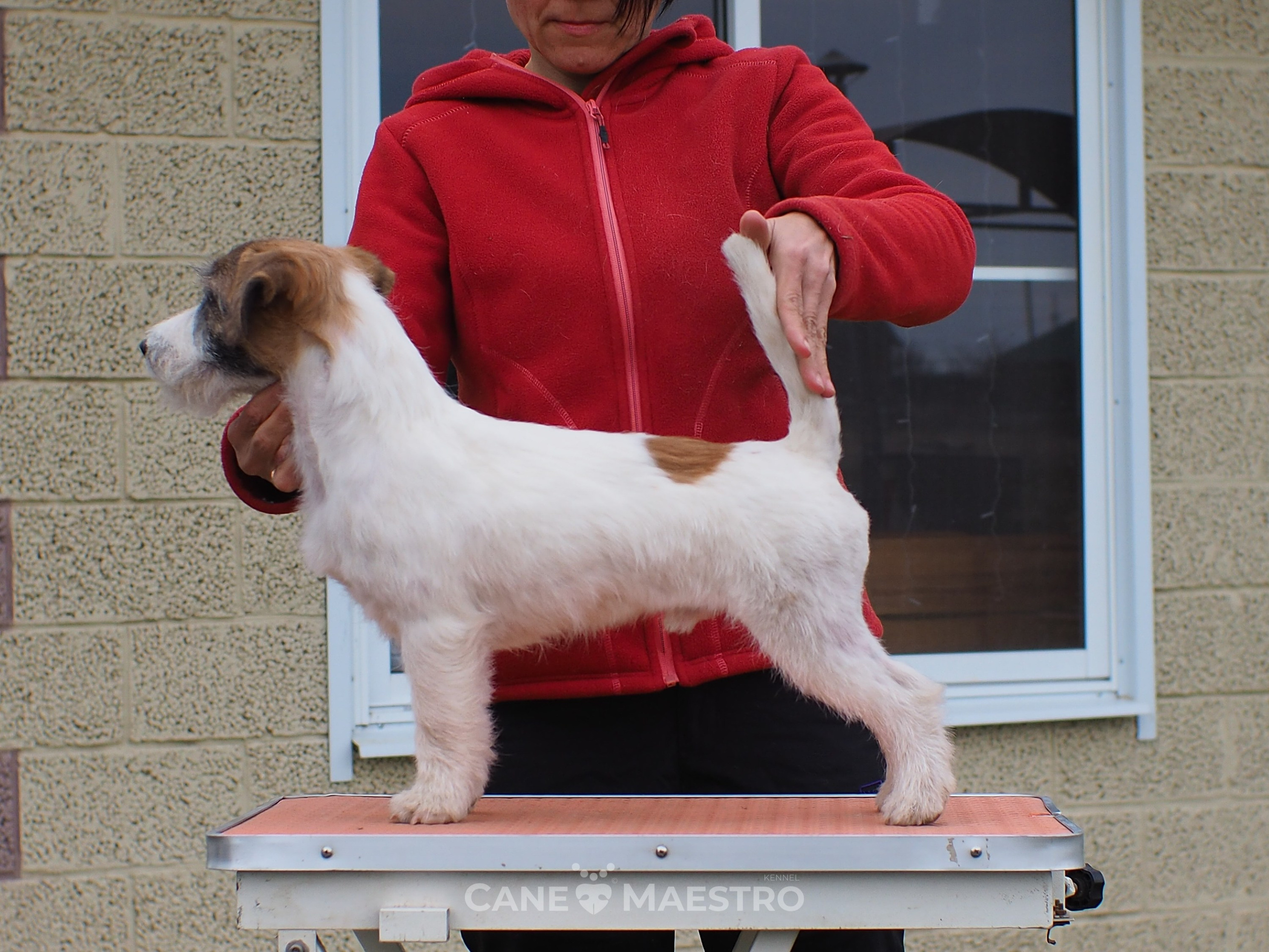 Щенок кобель ДРТ. КАНЕ МАЭСТРО — питомник Джек рассел терьеров