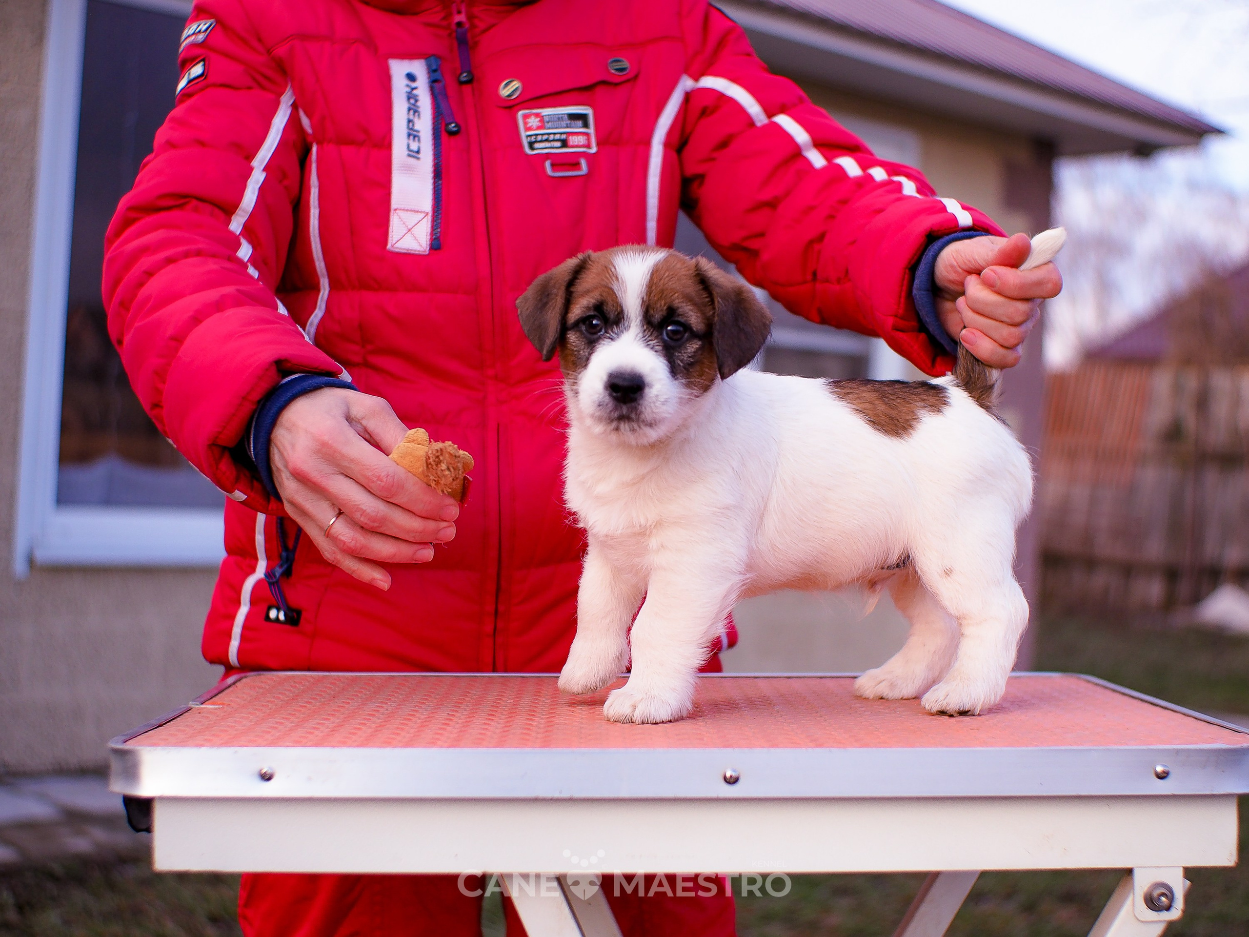 Мальчик 2. Кобель бело-рыжий. Джек рассел терьер щенок. КАНЕ МАЭСТРО — питомник Джек рассел терьеров