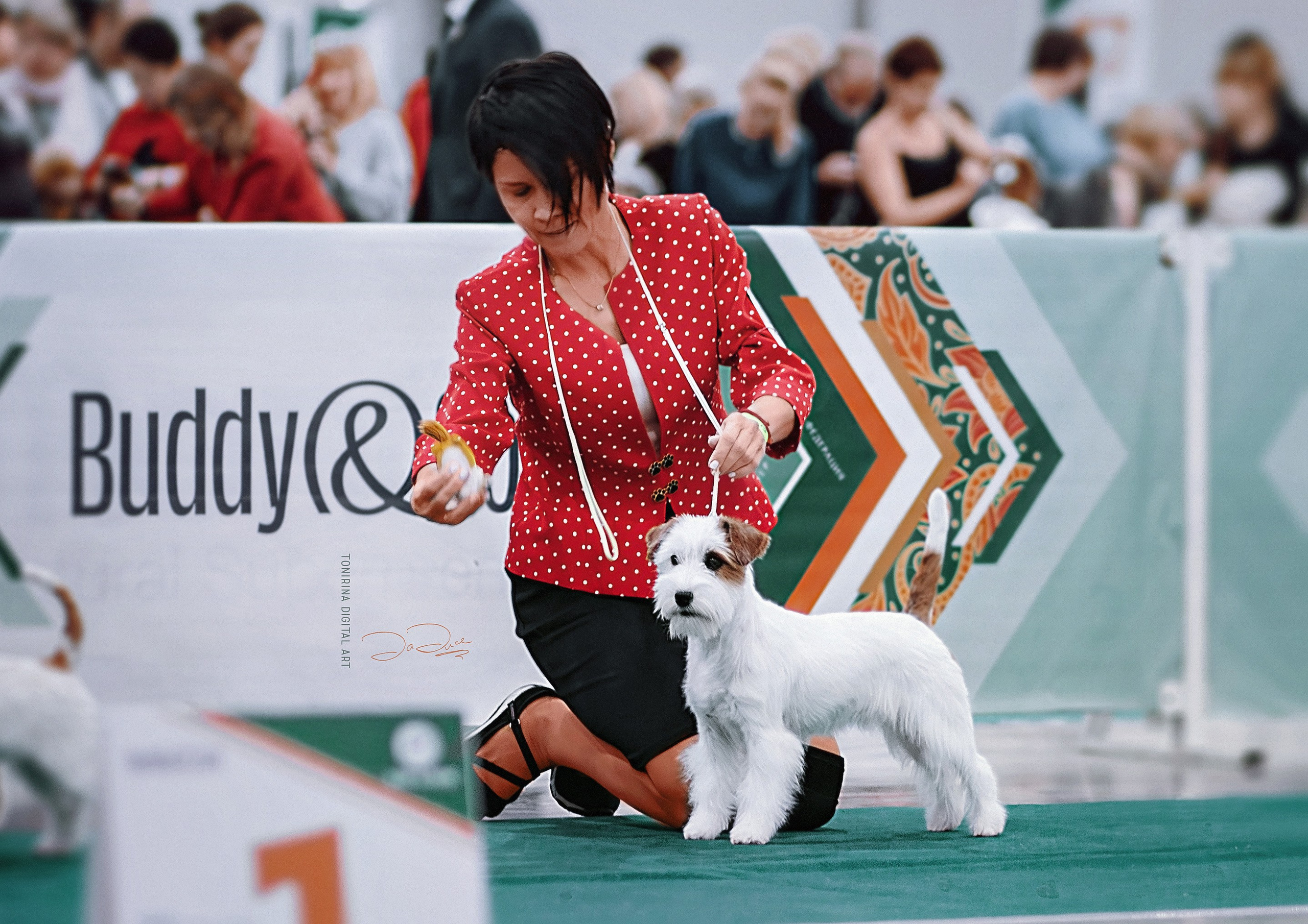 Жесткошерстная. Бело-рыжая Джек рассел терьер. КАНЕ МАЭСТРО СЕРЕБРО. КАНЕ МАЭСТРО — питомник Джек рассел терьеров