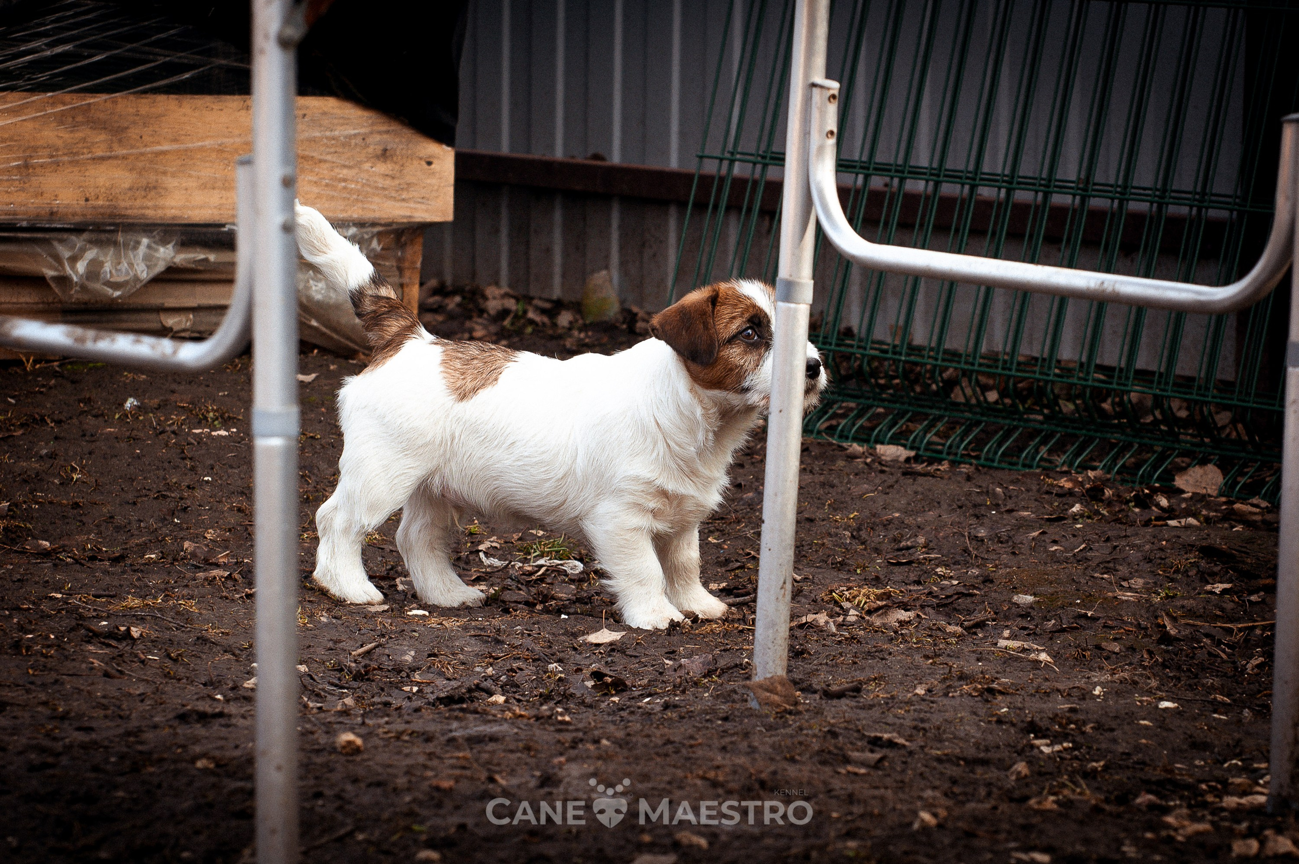 Мальчик 2. Кобель бело-рыжий. Джек рассел терьер щенок. КАНЕ МАЭСТРО — питомник Джек рассел терьеров