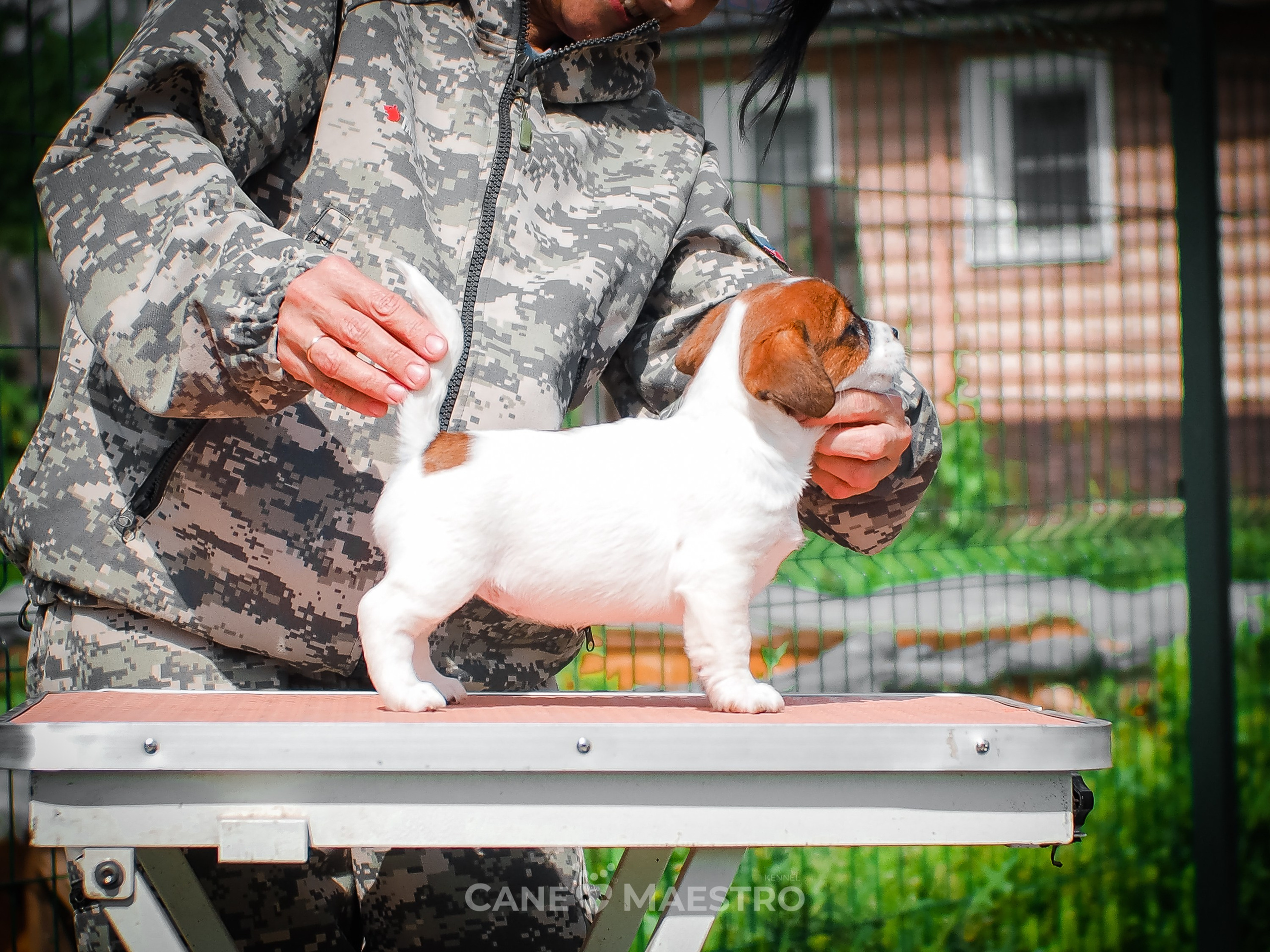 Ш_FEMALE_SHIZGARA. CANE MAESTRO — kennel Jack Russell Terrier