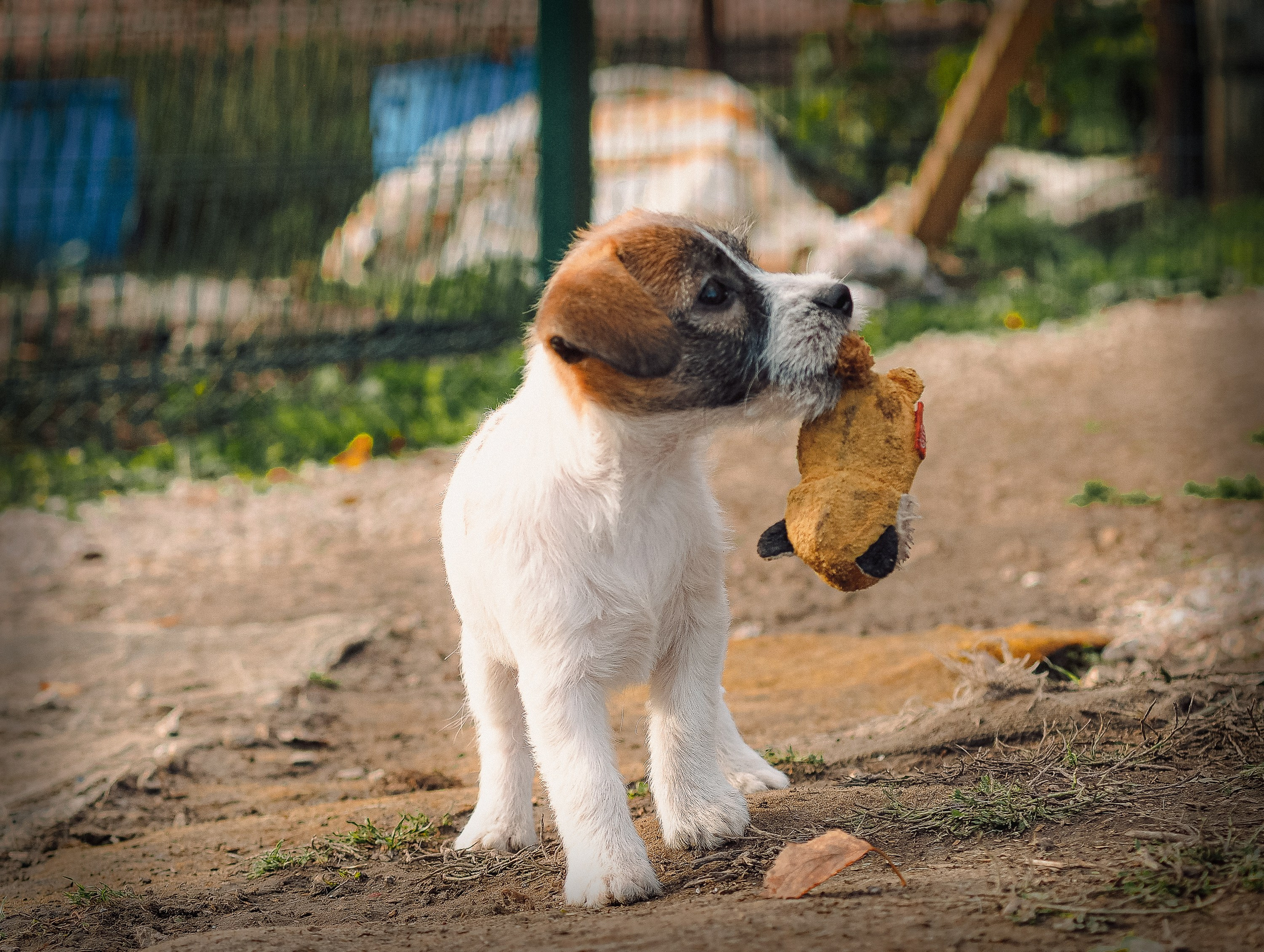 X_female_2_b-t. CANE MAESTRO — kennel Jack Russell Terrier