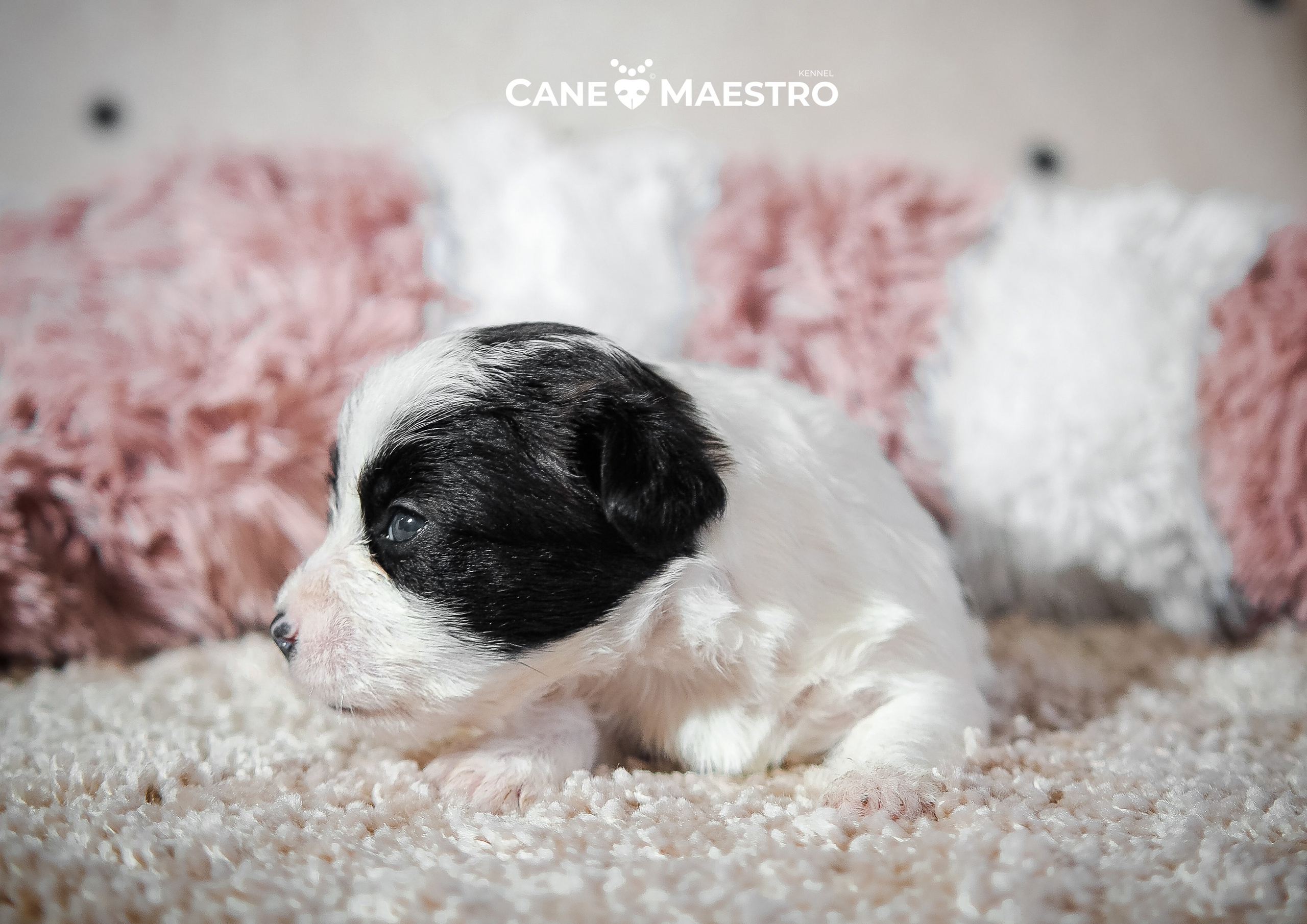 X_КОБЛ_4_БЕЛ_ЧЕРН. CANE MAESTRO — kennel Jack Russell Terrier