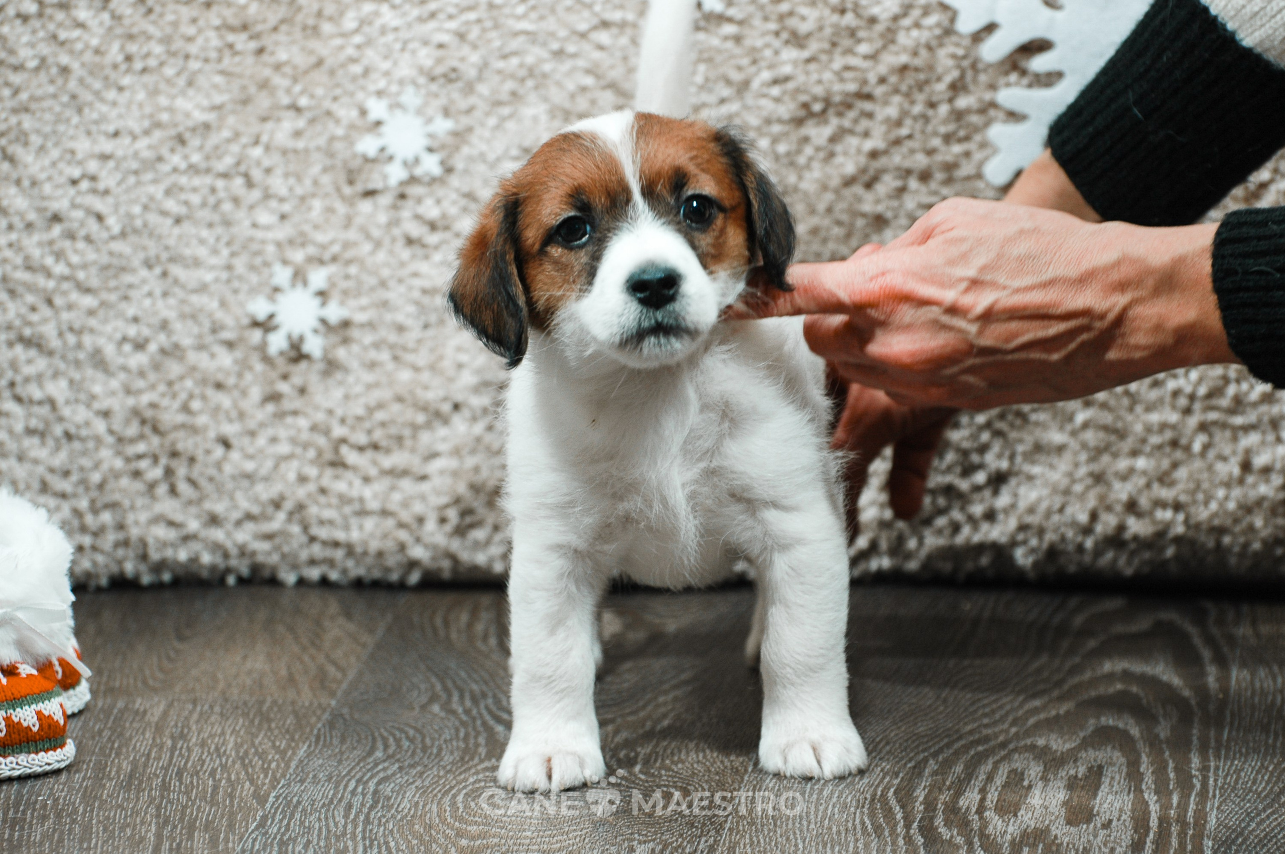 3КОБЛ_СНЕГОВИК. CANE MAESTRO — kennel Jack Russell Terrier