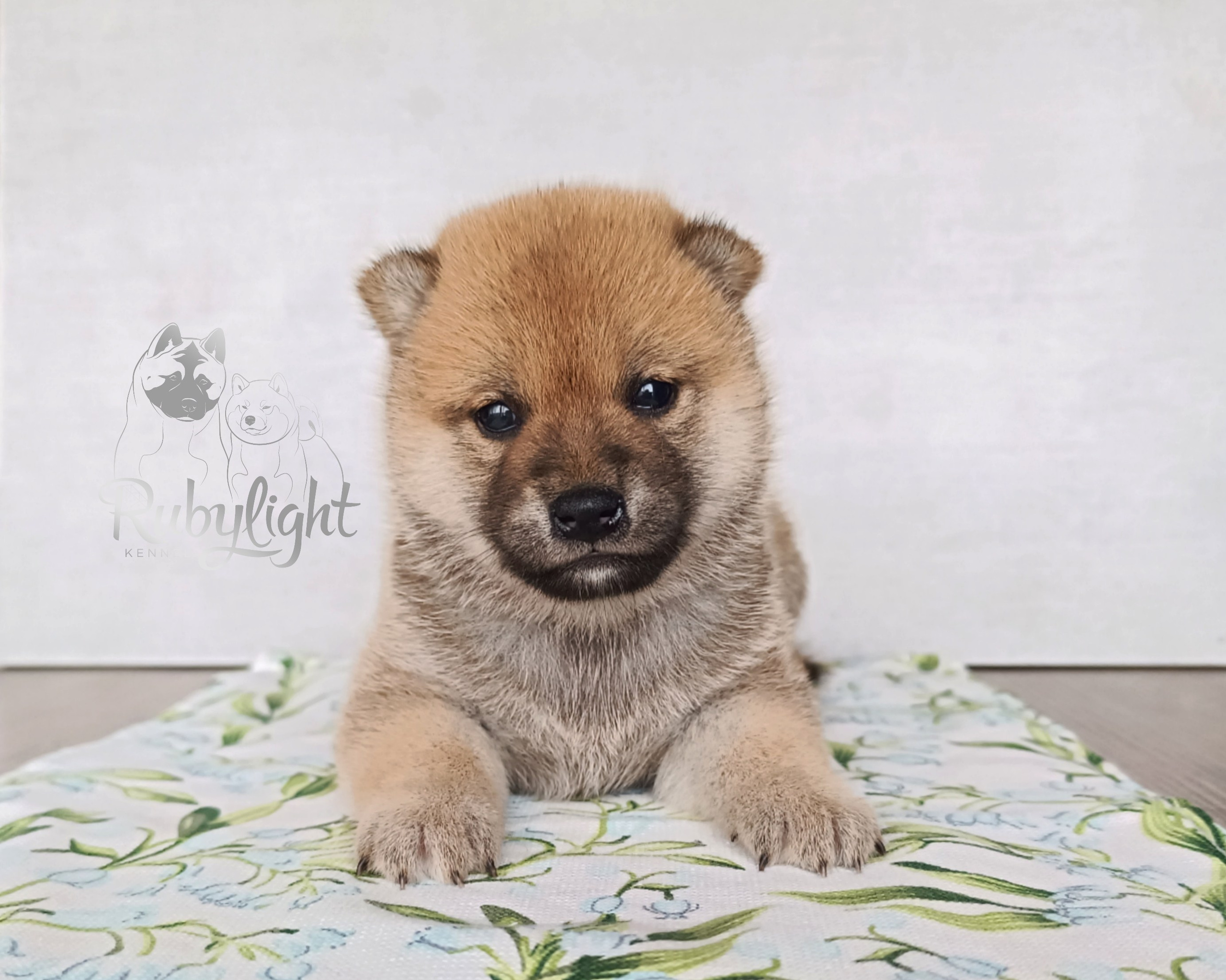 Сиба Rubylight Emma питомник Рубилайт 