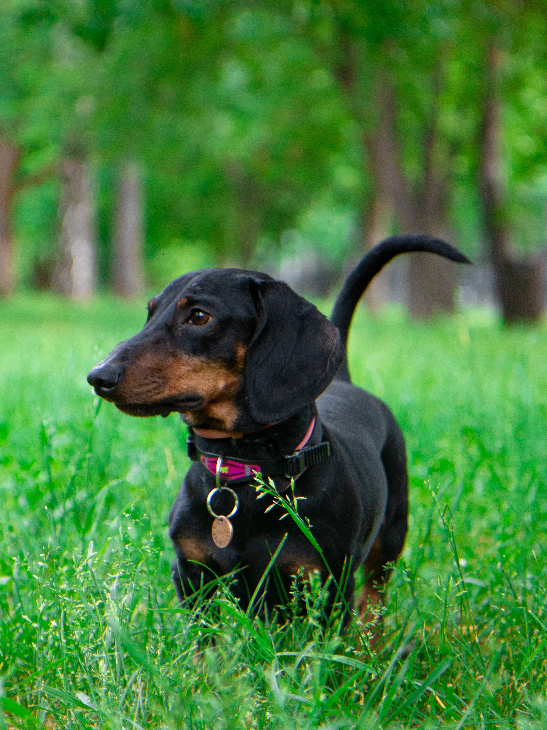 Фотосъёмка животных. Предметный и репортажный фотограф Алексей Кротов