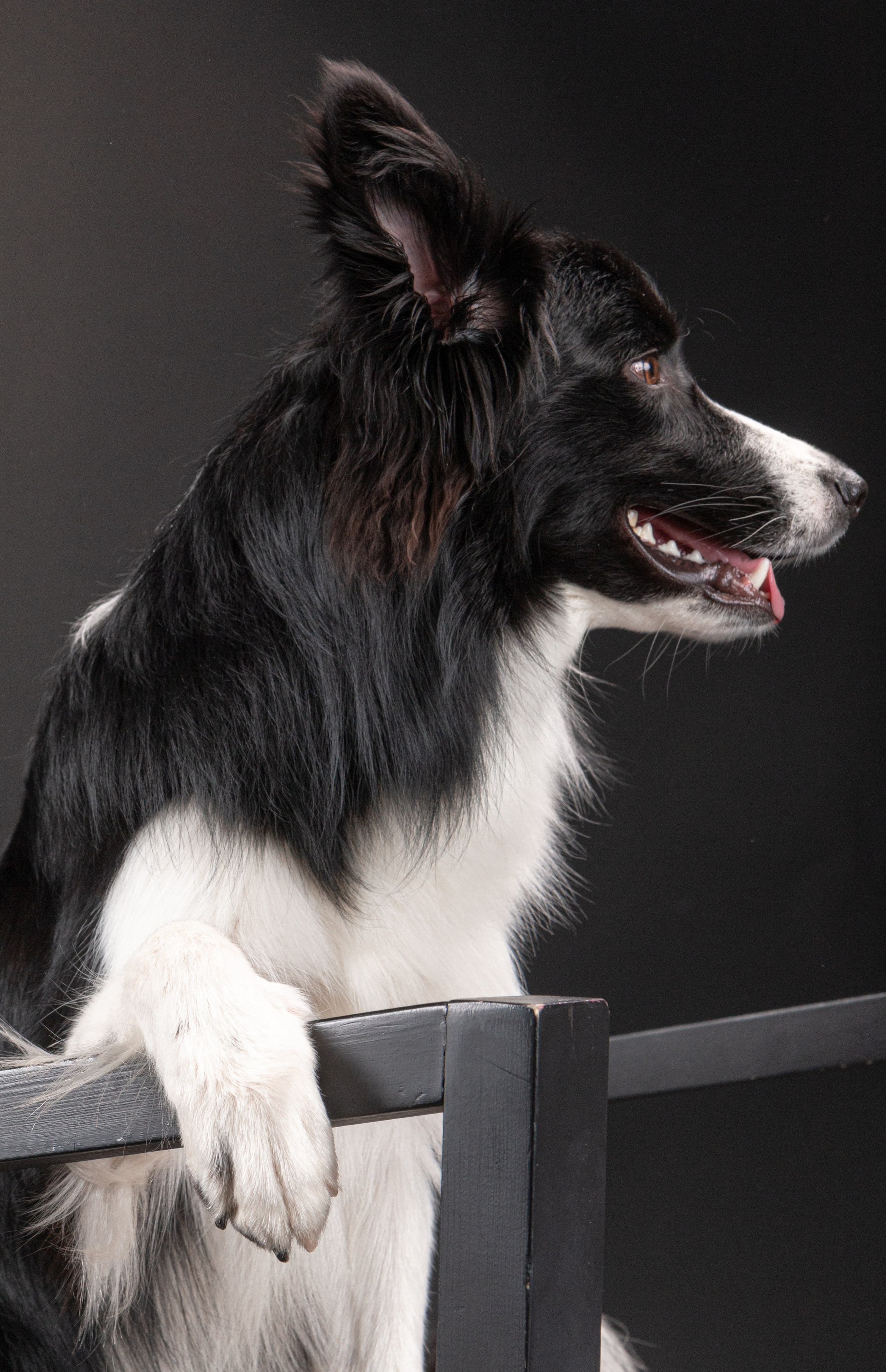 Фотосъёмка животных. Предметный и репортажный фотограф Алексей Кротов