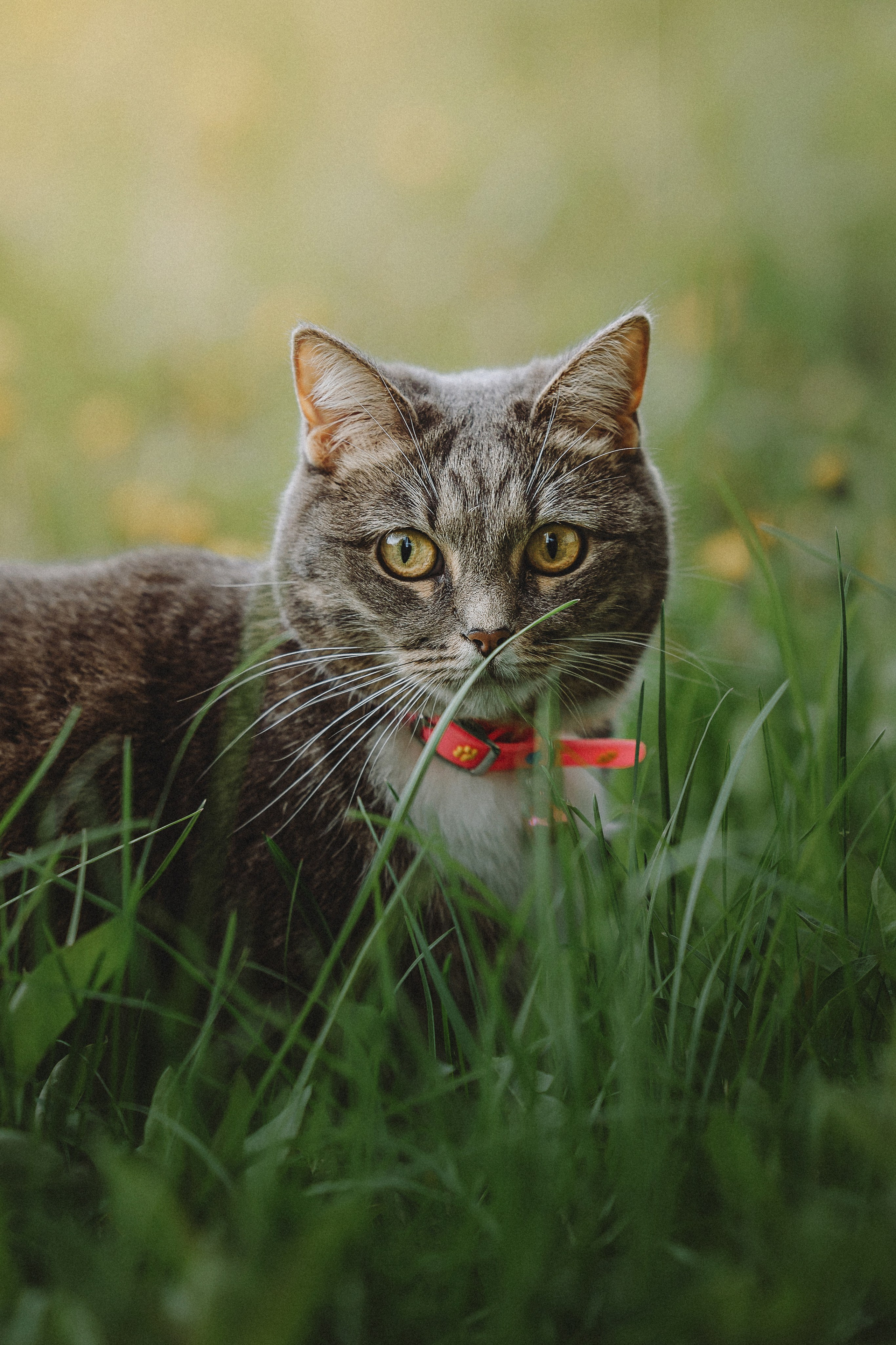 Леброн, Муся и Ира