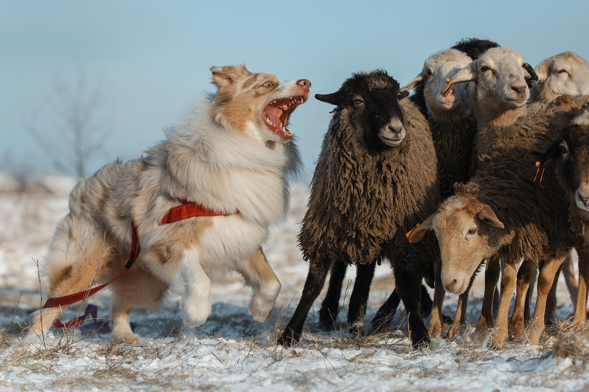 Пастьба. Фотограф Анна Тюрина