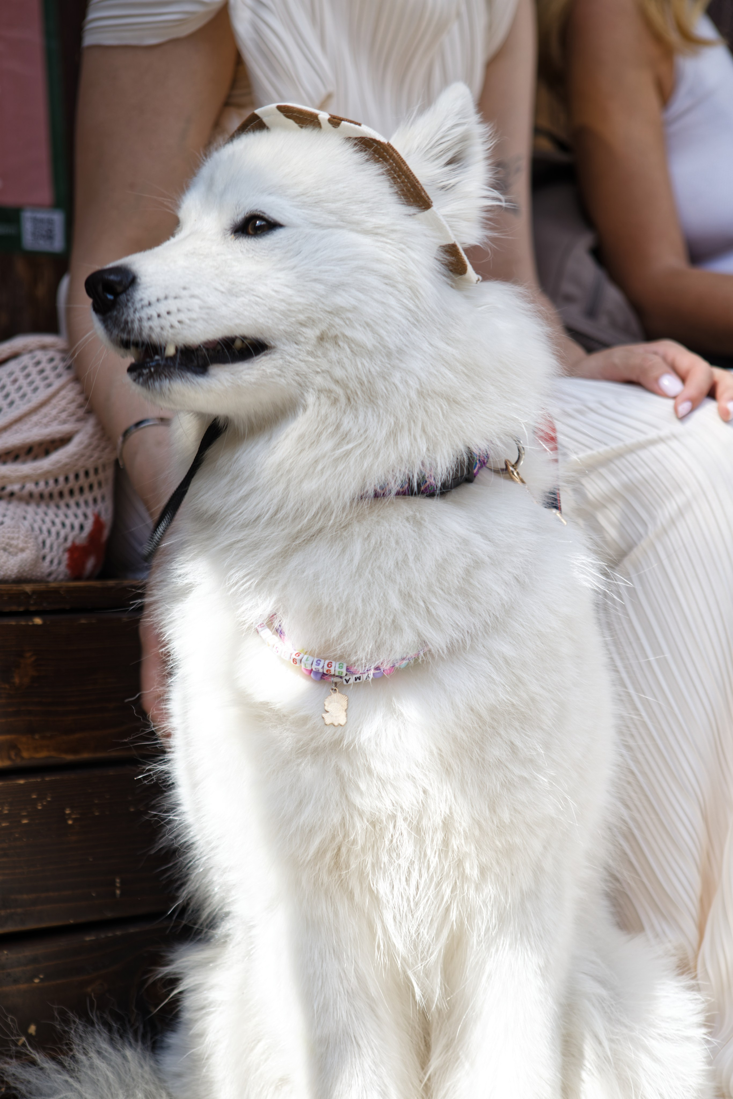 Вечеринка для собак Oh my dog 20.07.2025. Репортажный и спортивный фотограф в г. Пермь Зильберг Павел