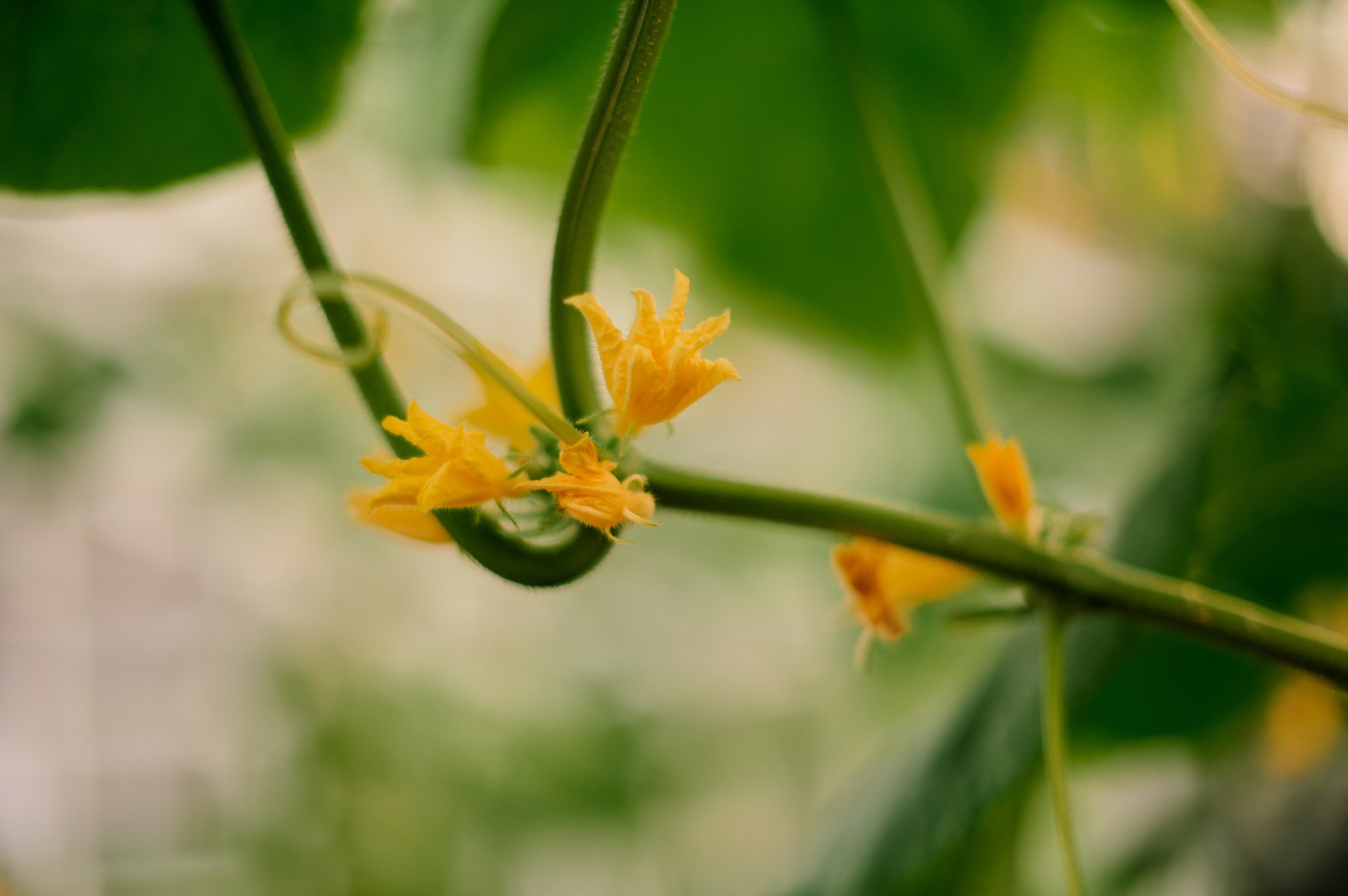 ОГУРЦЫ, ТЕПЛИЦА, САД :). Свадебный и семейный фотограф РИТА БОЧКАРЁВА