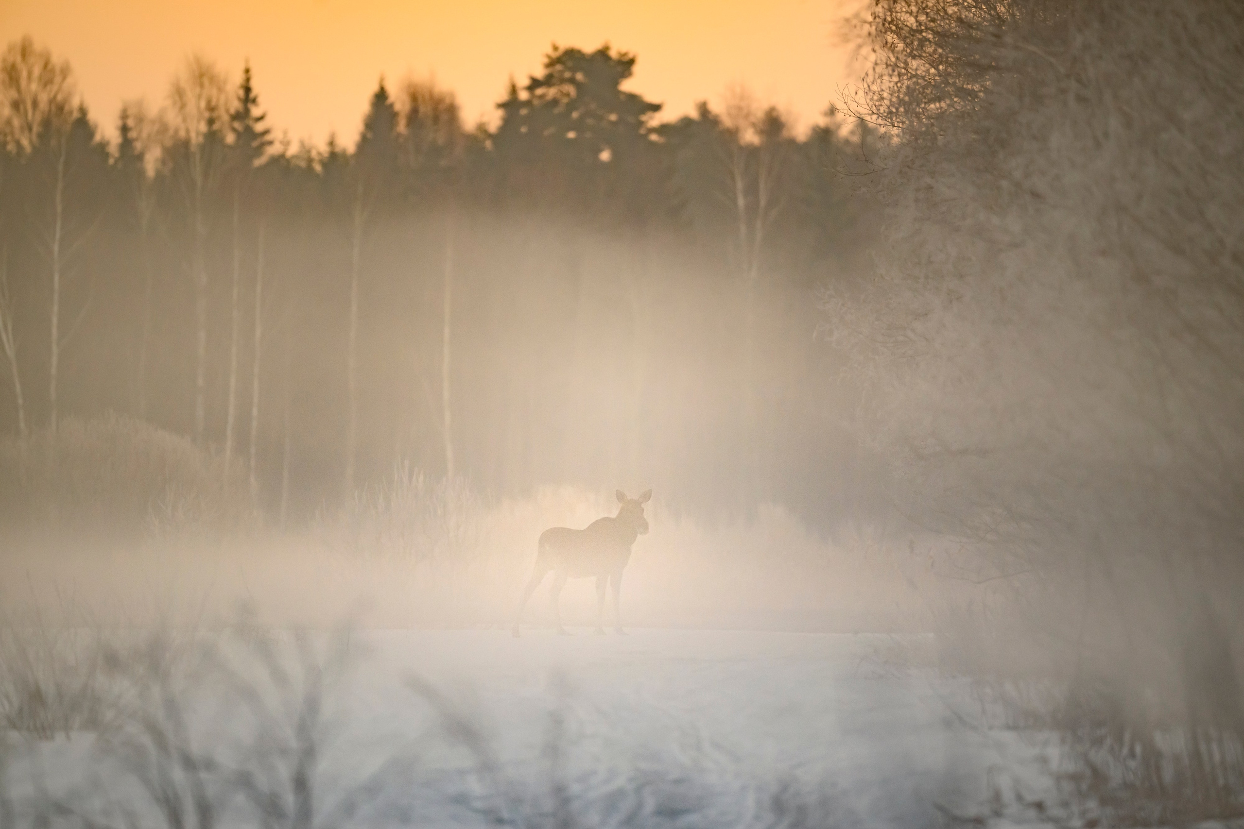 Утро в лесу. Лиса, лось, тетерева и одинокий гоголь. Wildlife photography by Sergey Puponin