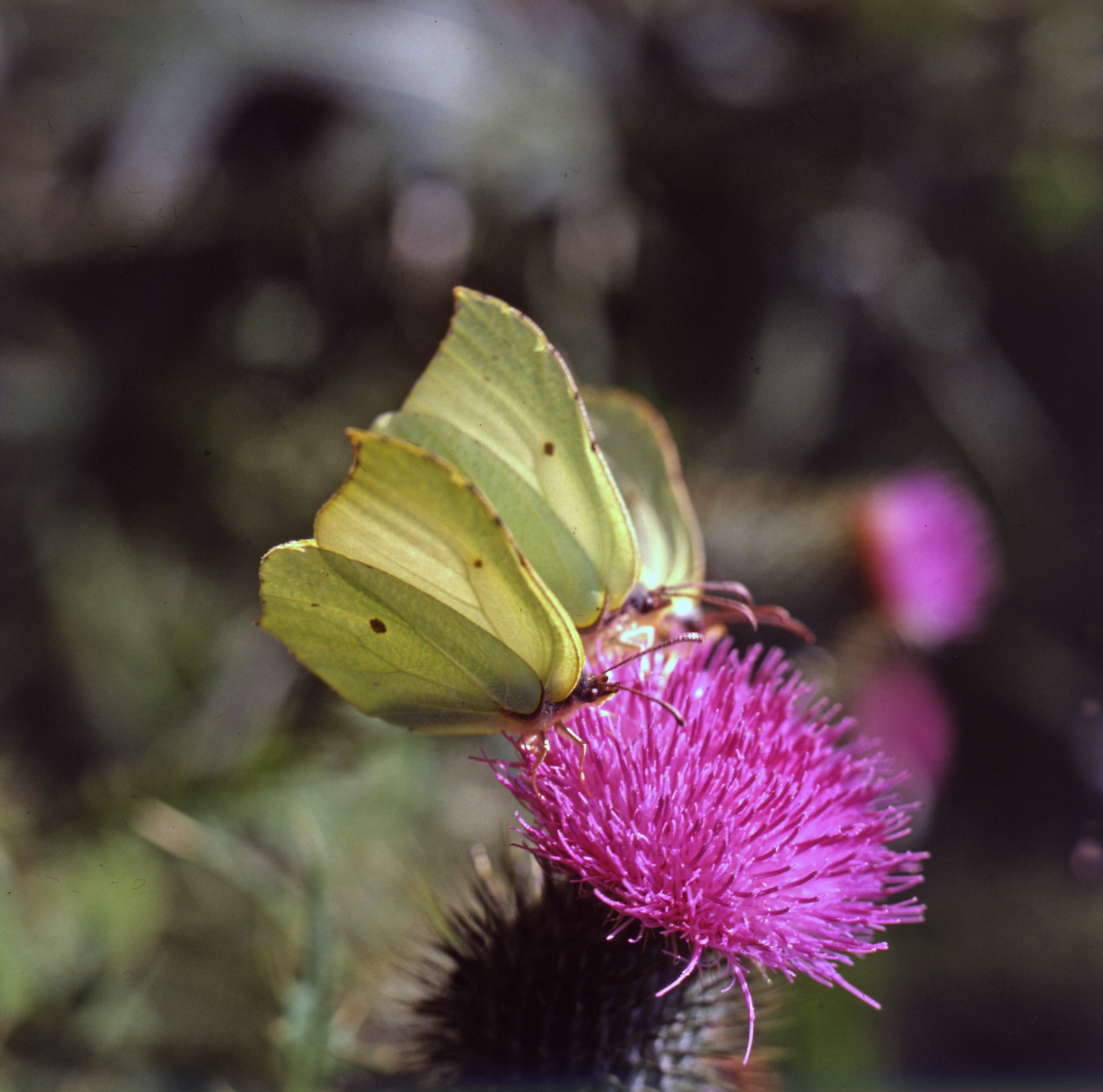 Лето. ВАДИМ ГИППЕНРЕЙТЕР — ВЕЛИКИЙ ФОТОГРАФ ЗЕМЛИ РУССКОЙ