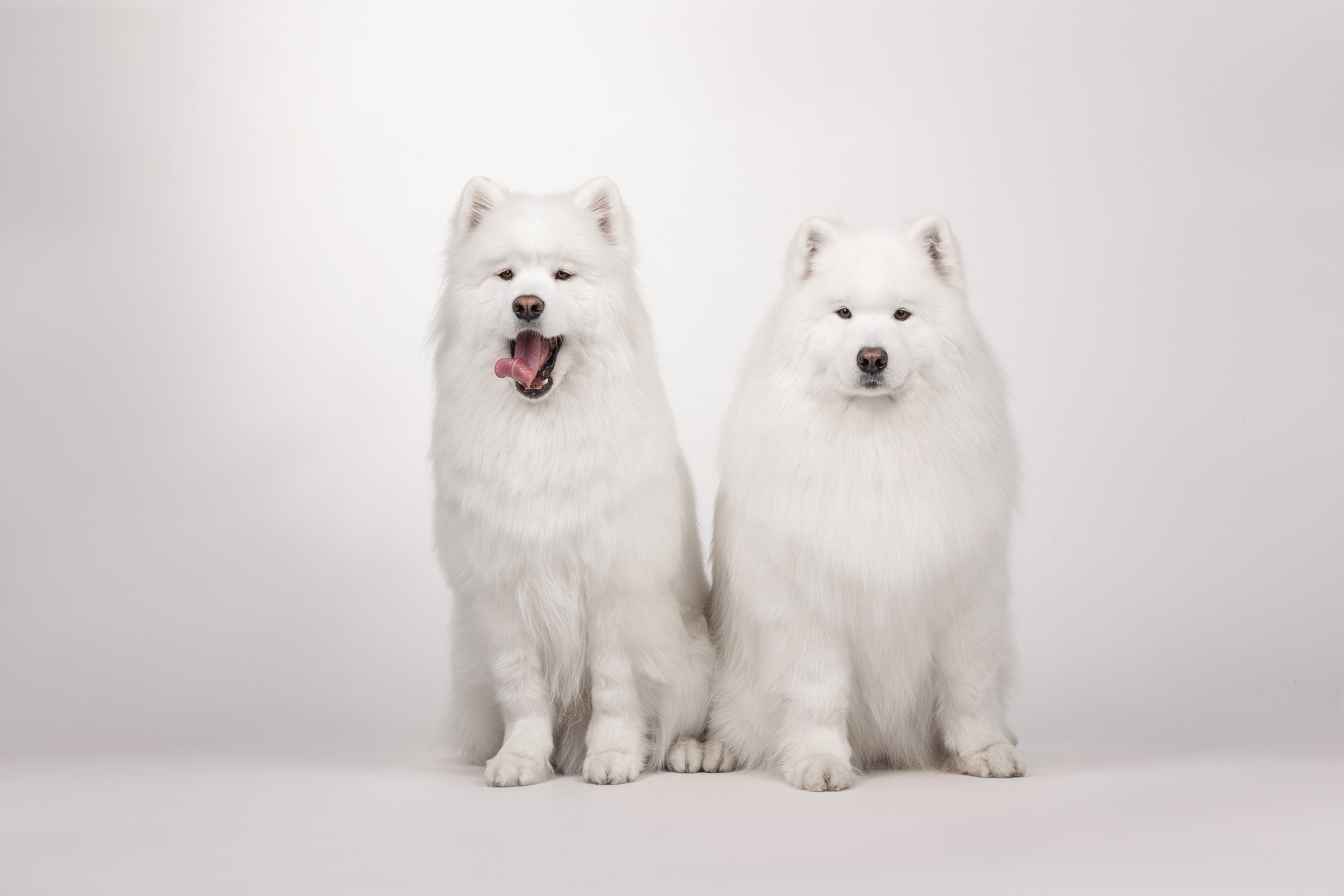 Самоеды в студии. Фотограф анималист в Москве Майорова Евгения
